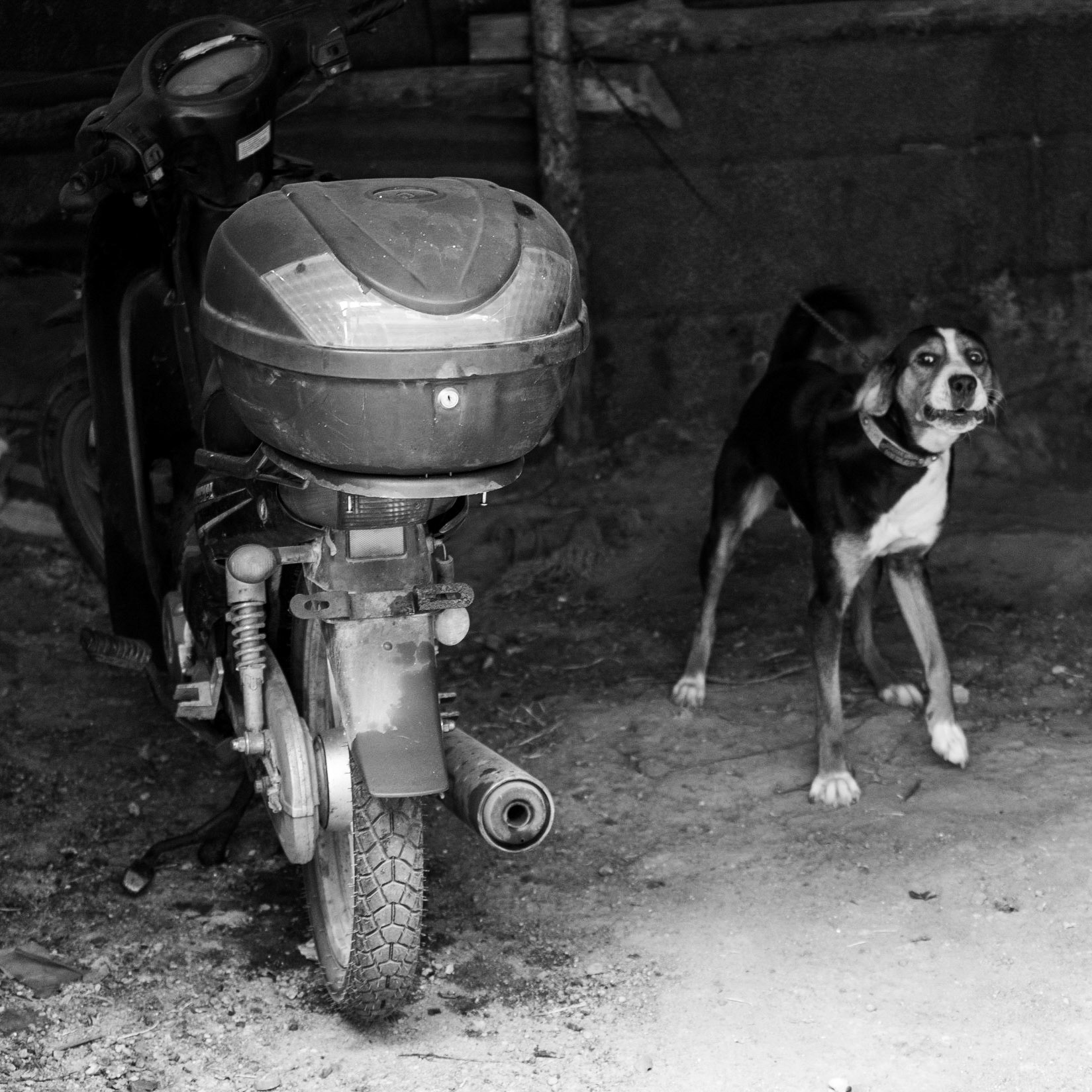 Kılıçlı: motorbike and chained dog