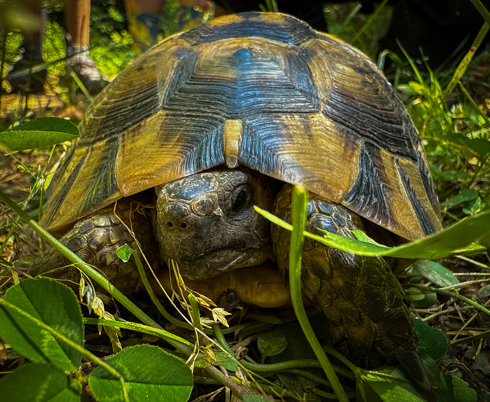 Değirmendere valley: tortoise