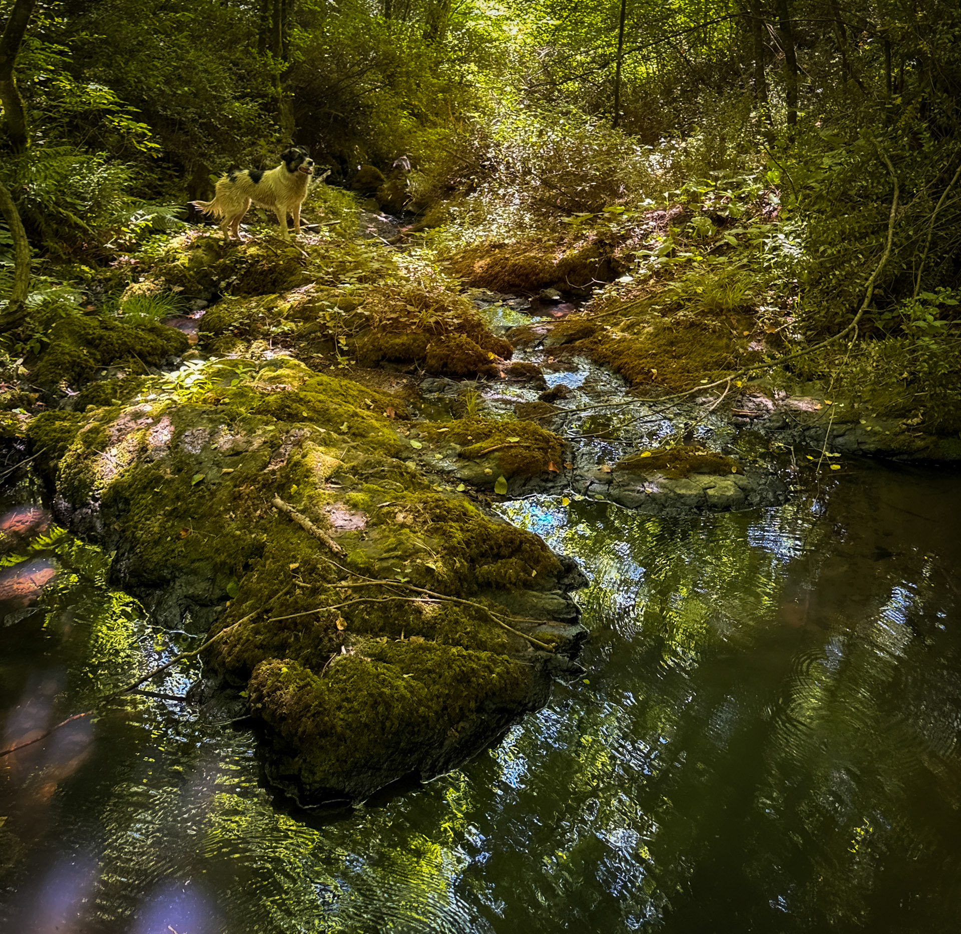 Kılıçlı southeastern stream walk: stream view with Bonnie