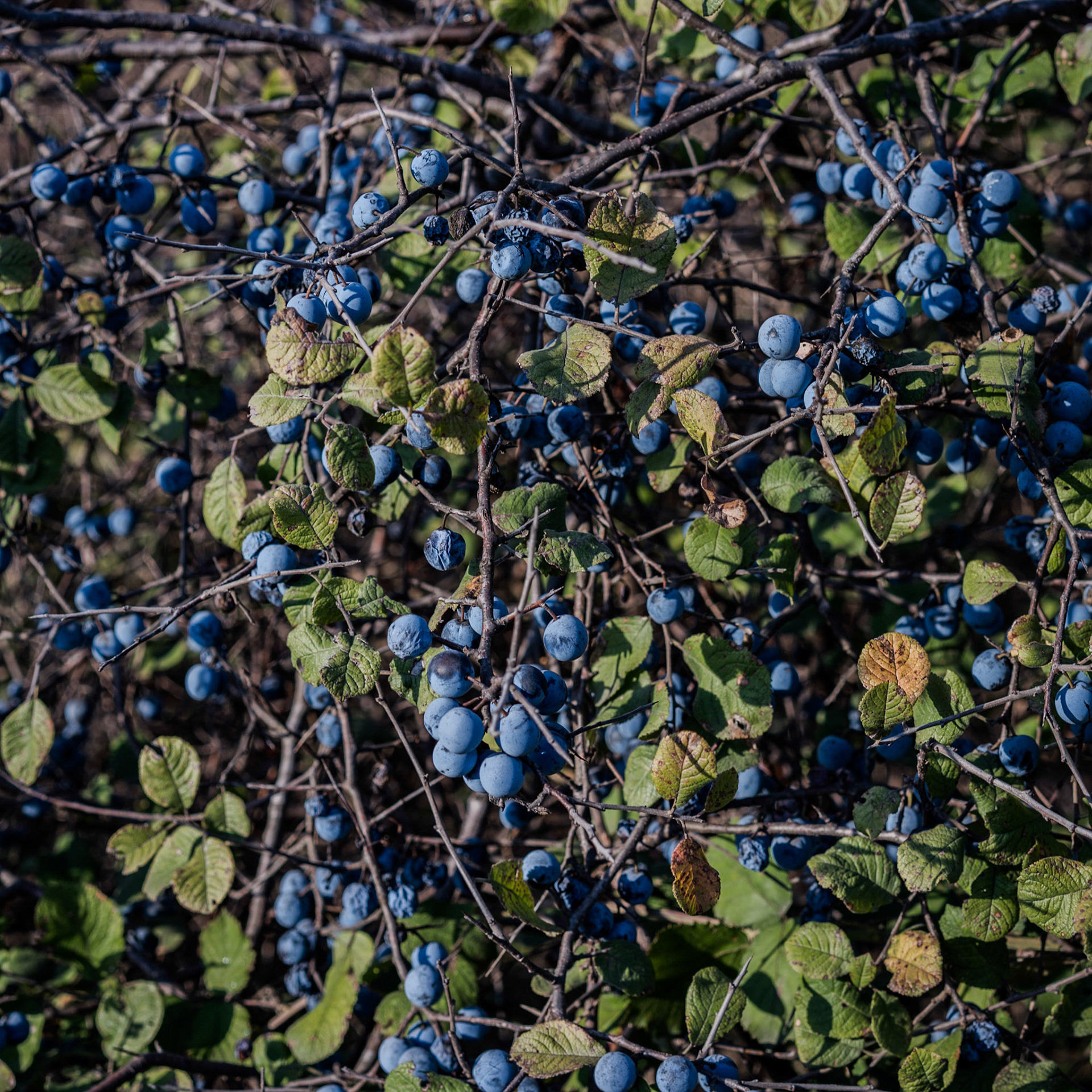 inside Istanbul University's agricultural faculty land: blackthorn (sloe) fruits