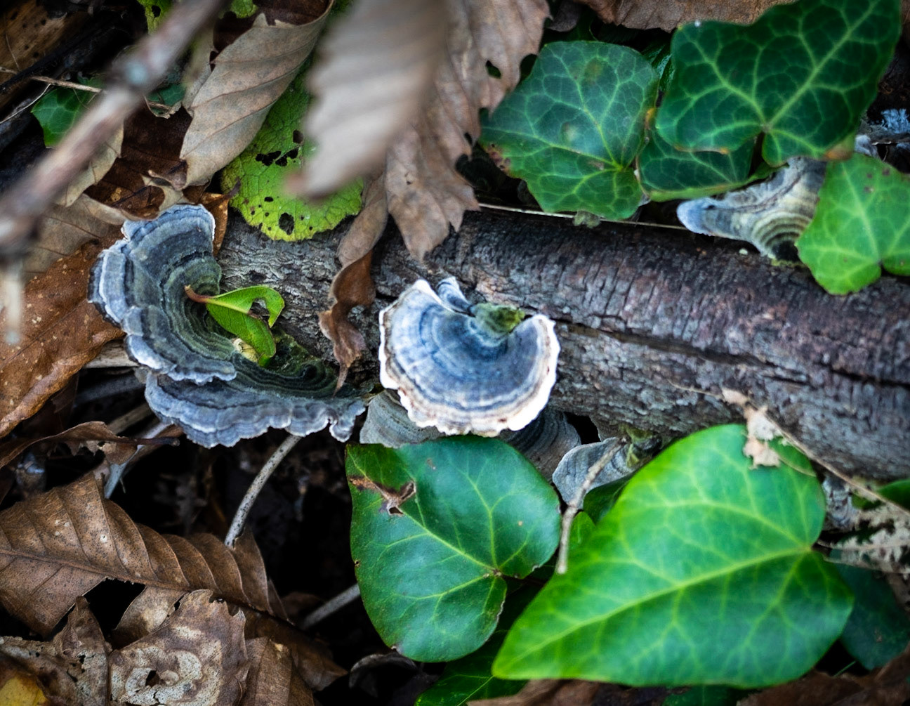 Kaynarca forest: