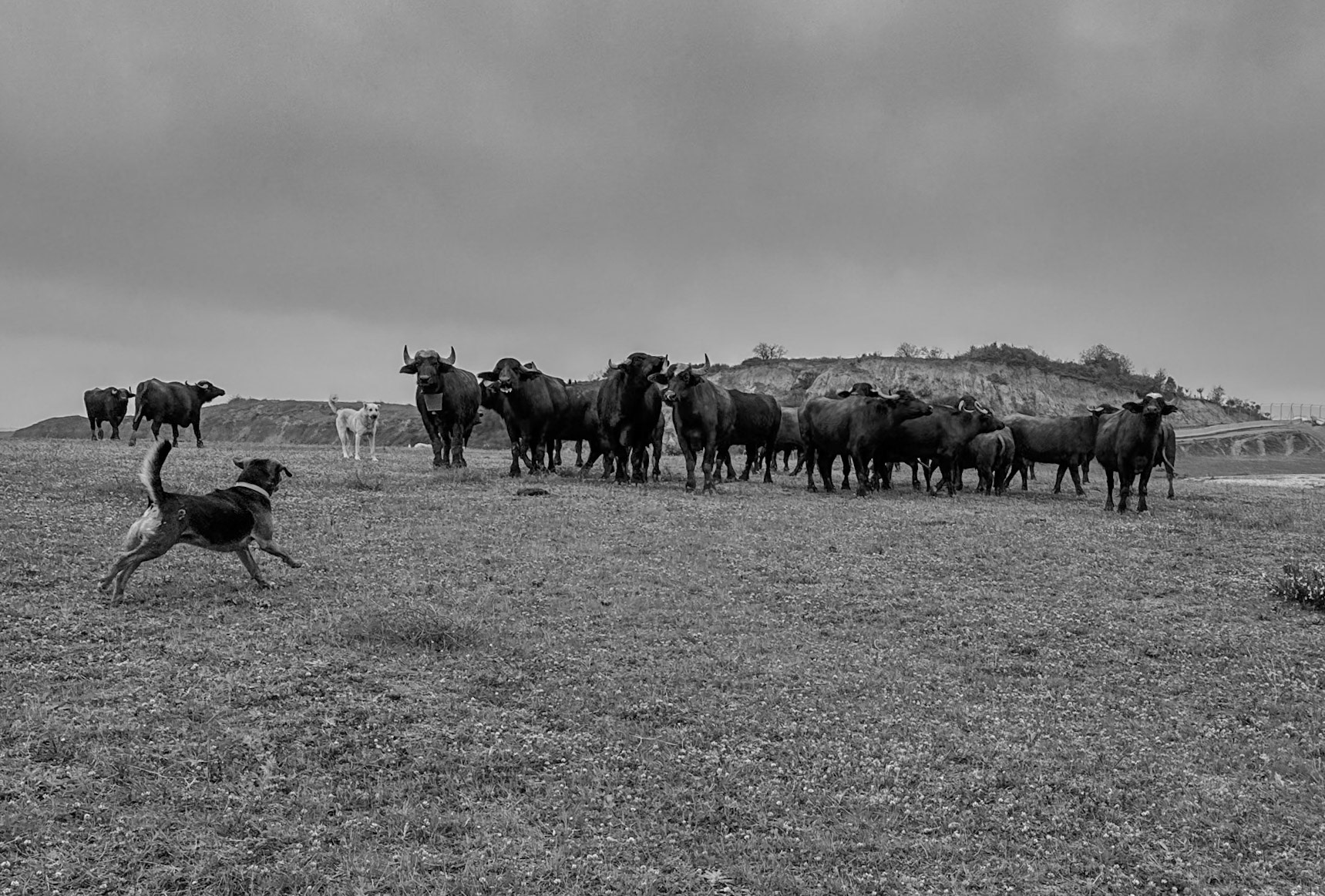 Yeniköy abandoned mineworkings: daydog, cowdog and water buffalo herd