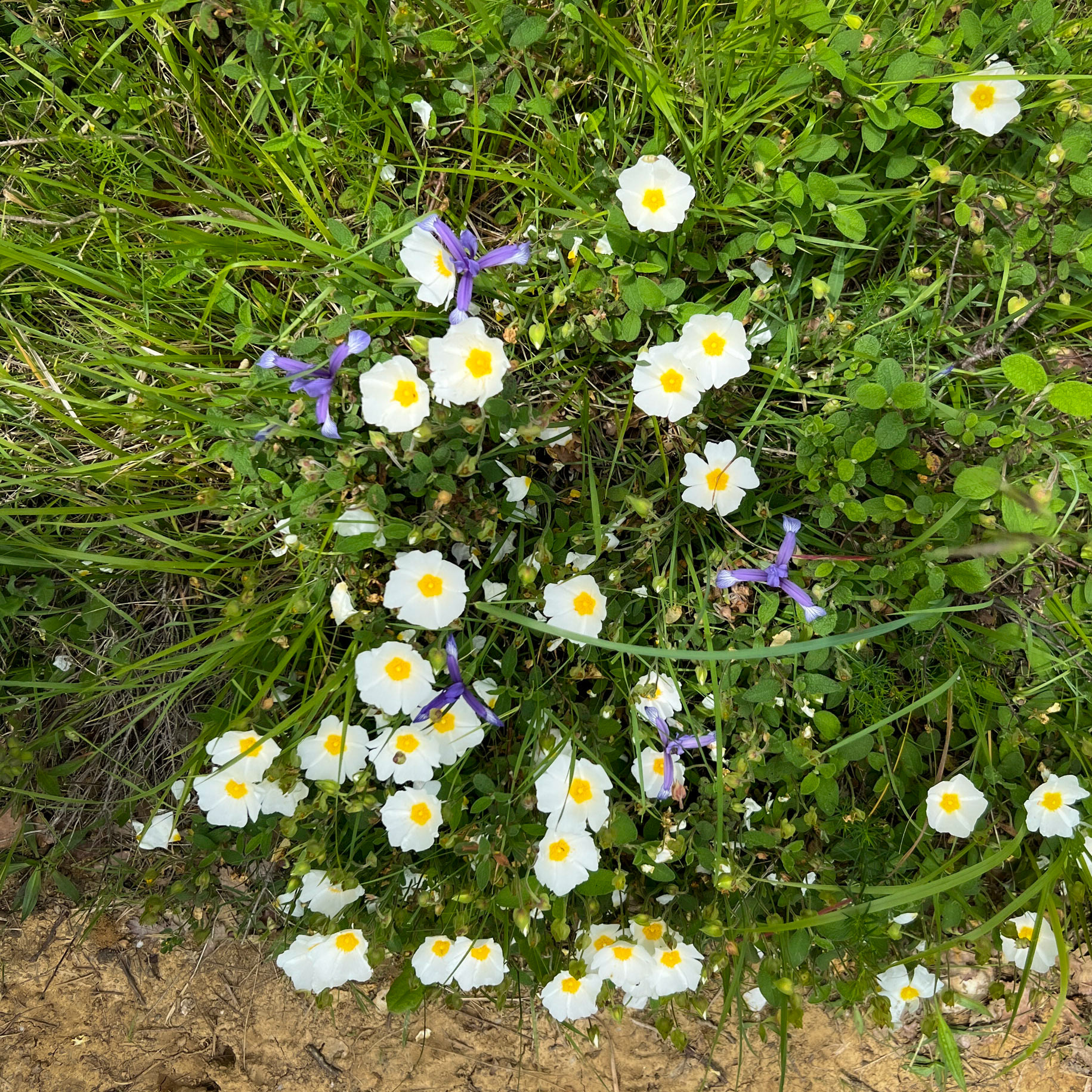 Haçımaşlı woodland: white dog roses and violet flowers