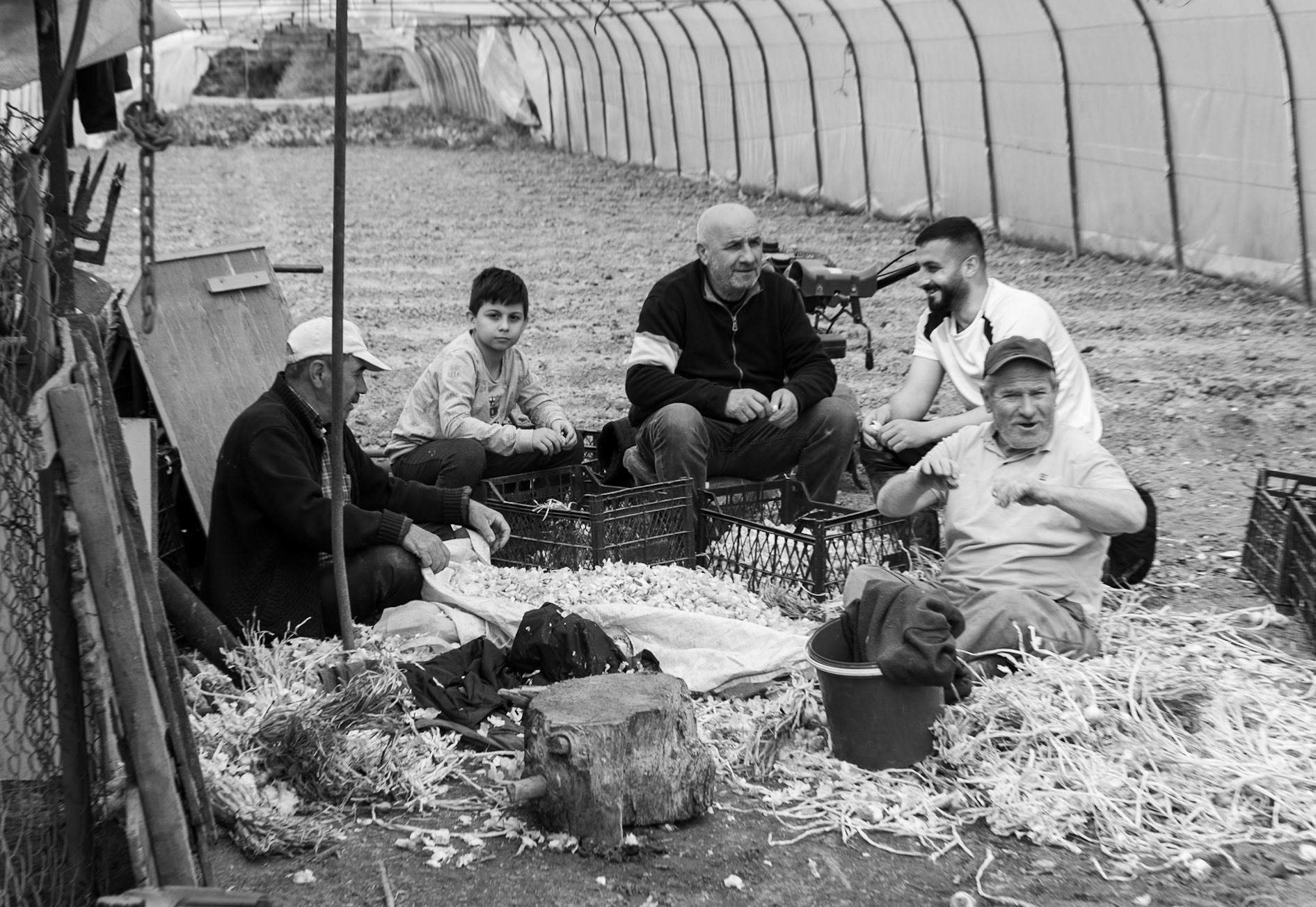cheery market gardeners