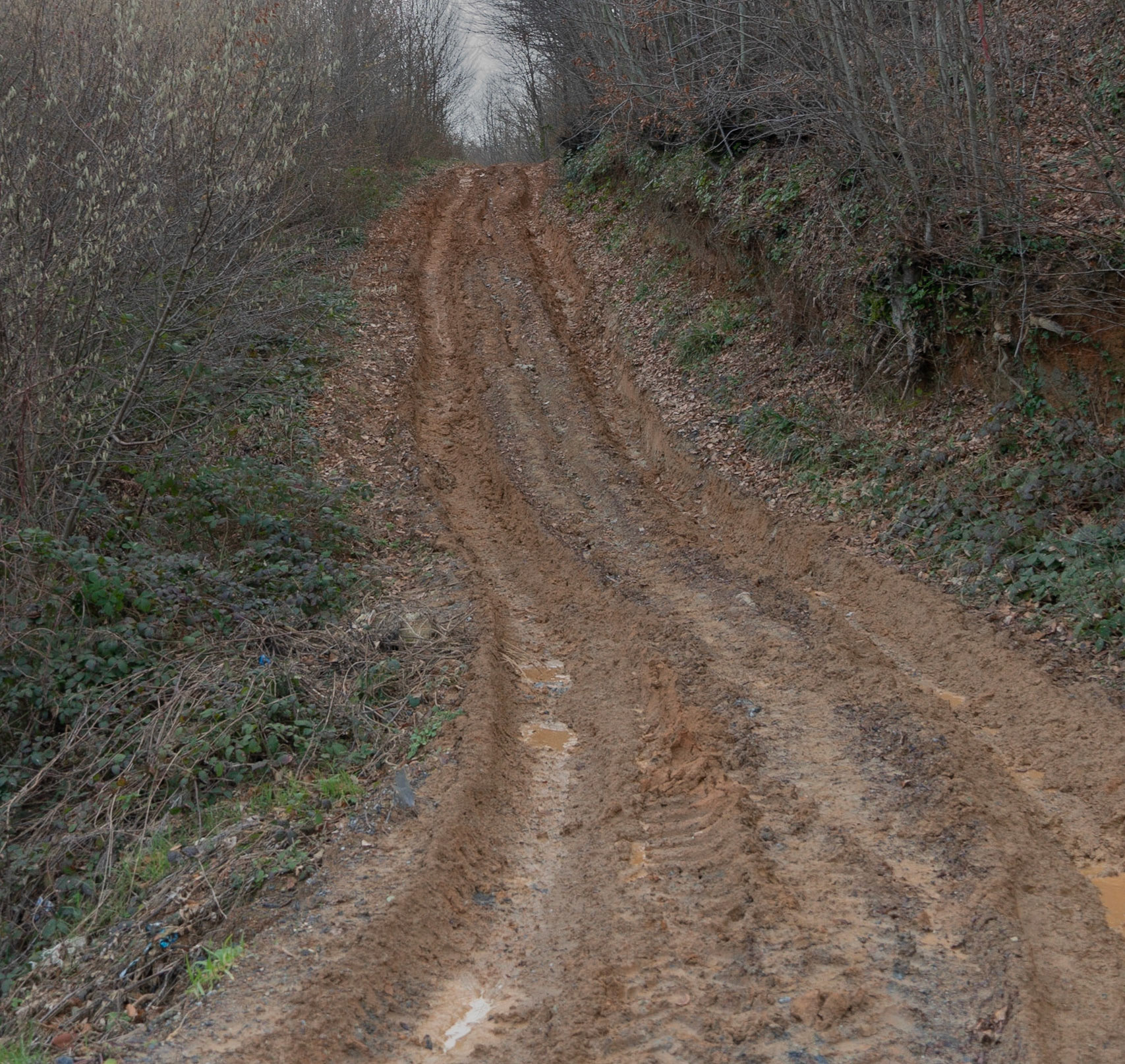 between Zerzevatçı Köy and Mahmut Şevket Paşa: a rising earth track through deciduous young woodland