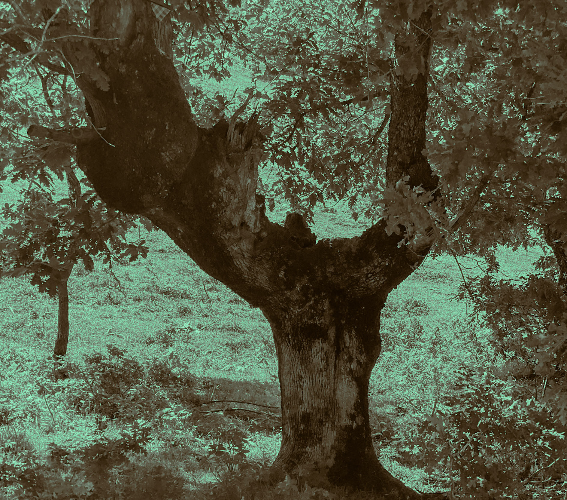 Ezili forest: prong tree