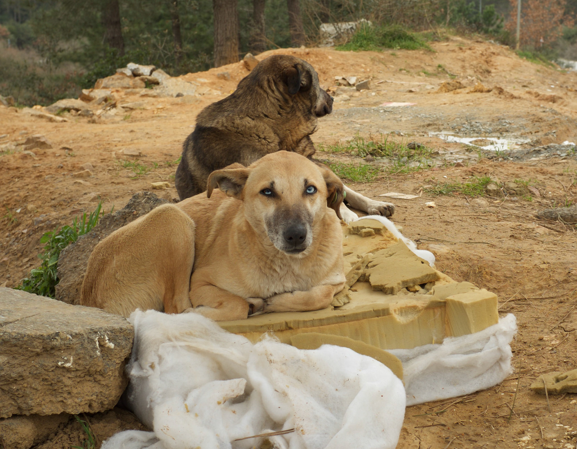Frida &amp; Fred keeping an eye on things; near the exit to the Kayışdaǧ army base on the southern part of Kayışdaǧ
