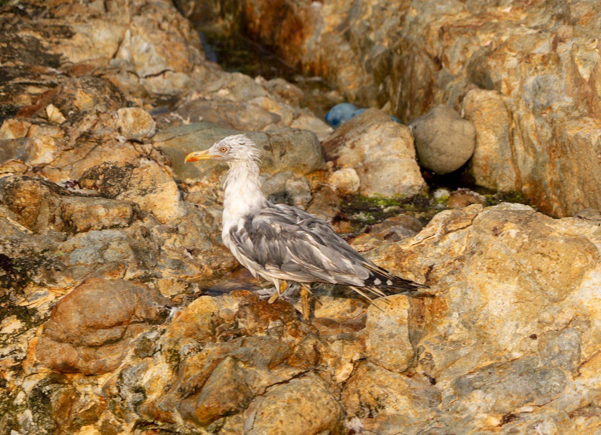 just west of the 'English' houses: a bedraggled, probably injured, gull