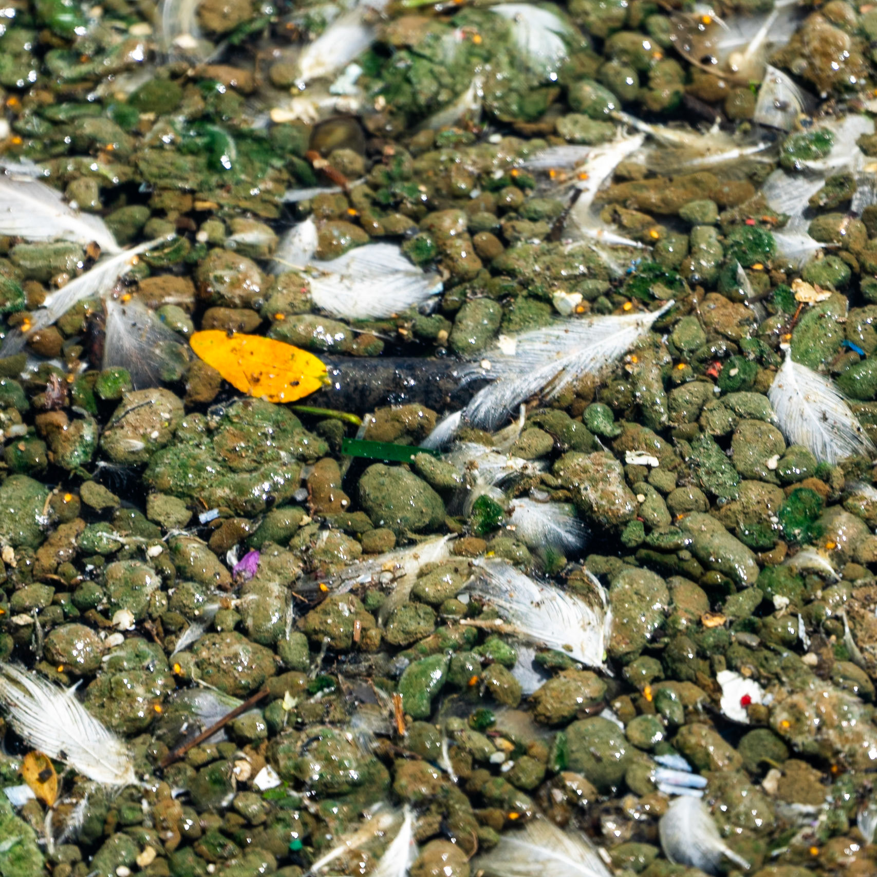 western Ömerli reservoir: floating gull feathers