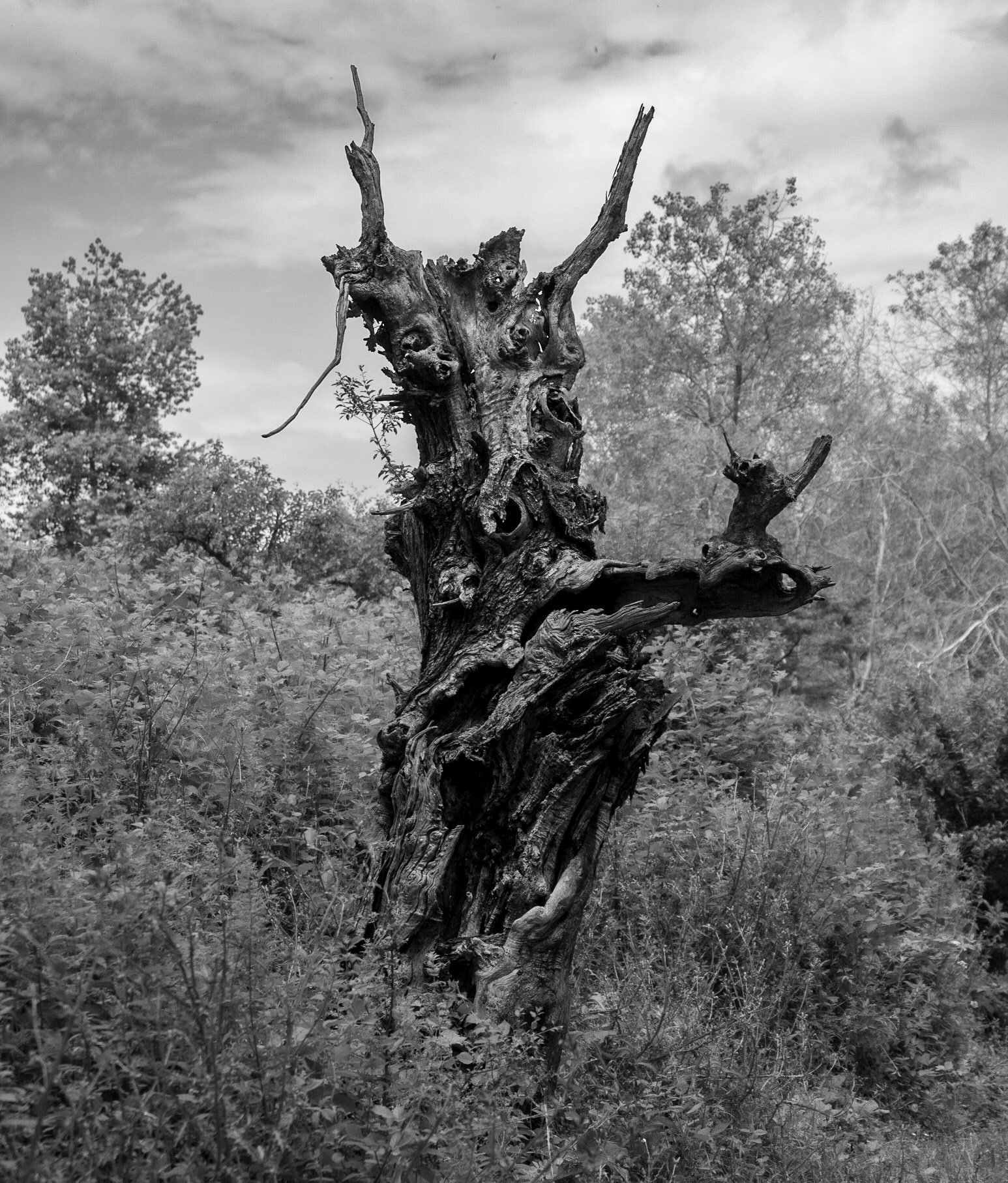 Mahmut Şevket Paşa southern hill: dead tree on 3.6.23