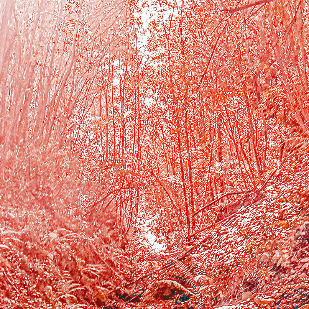 Paşamandıra forest: treescape