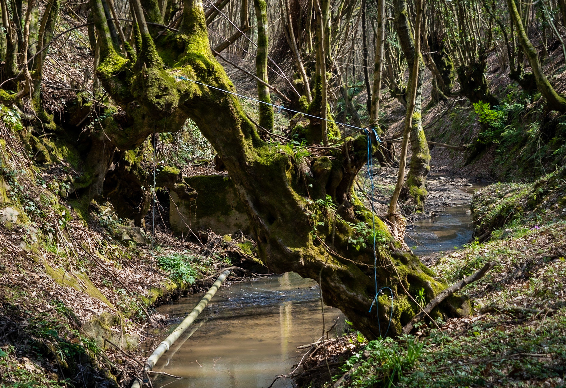 Zerzevat stream valley: old tree