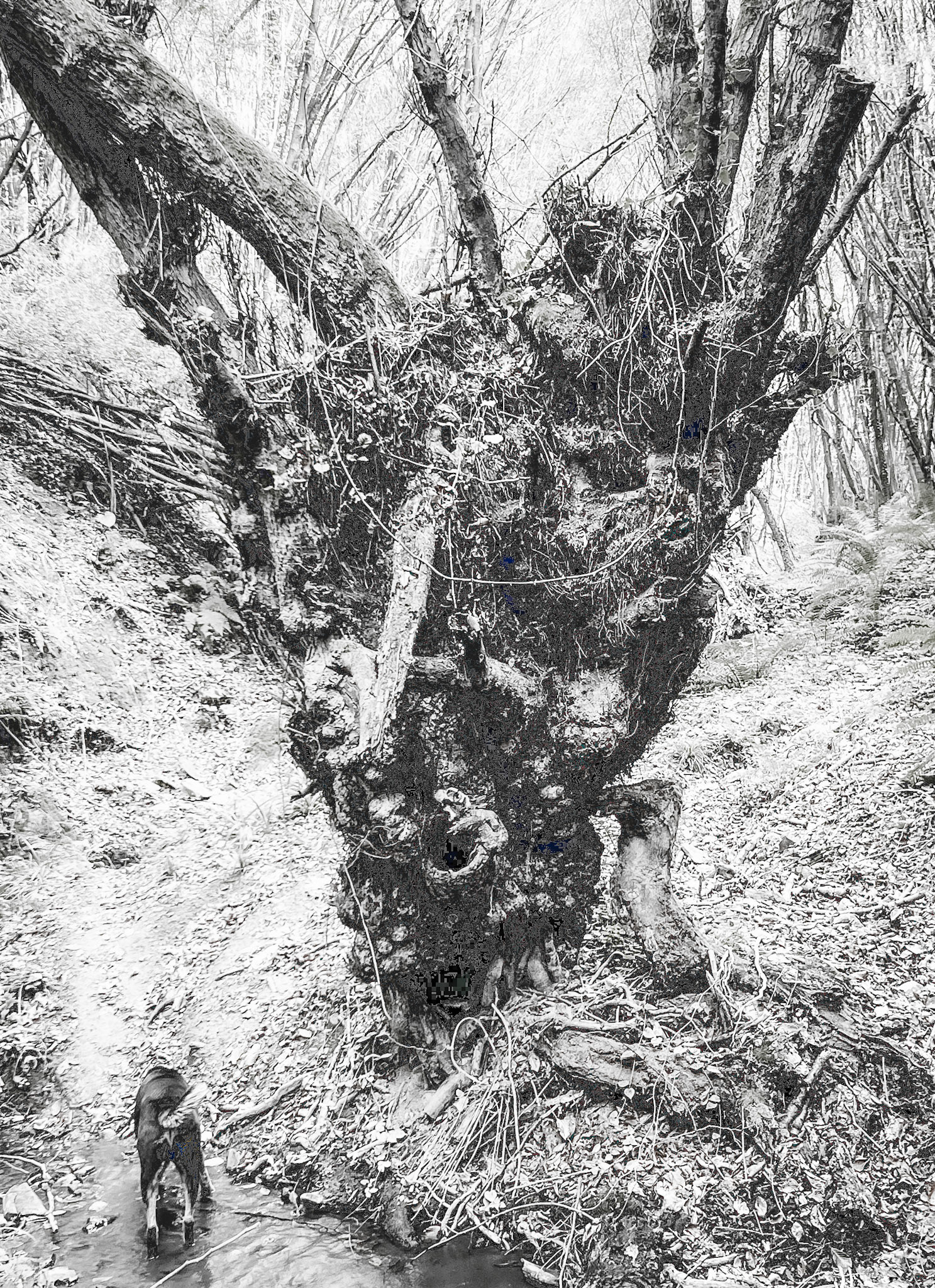 Zerzevat east streamwalk: old tree