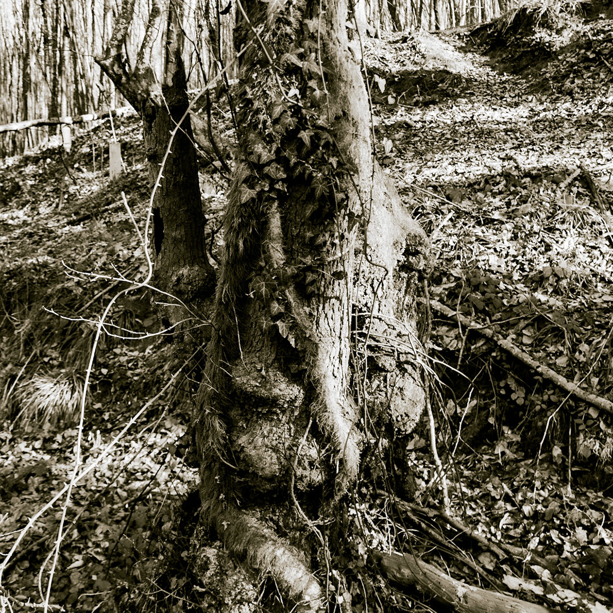 between Cumhuriyet and Polonezköy: old ivy-roped tree