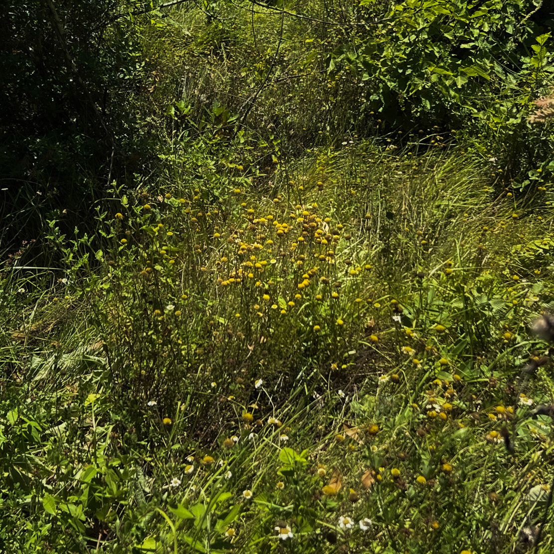 Paşamandıra forest: yellow flowers