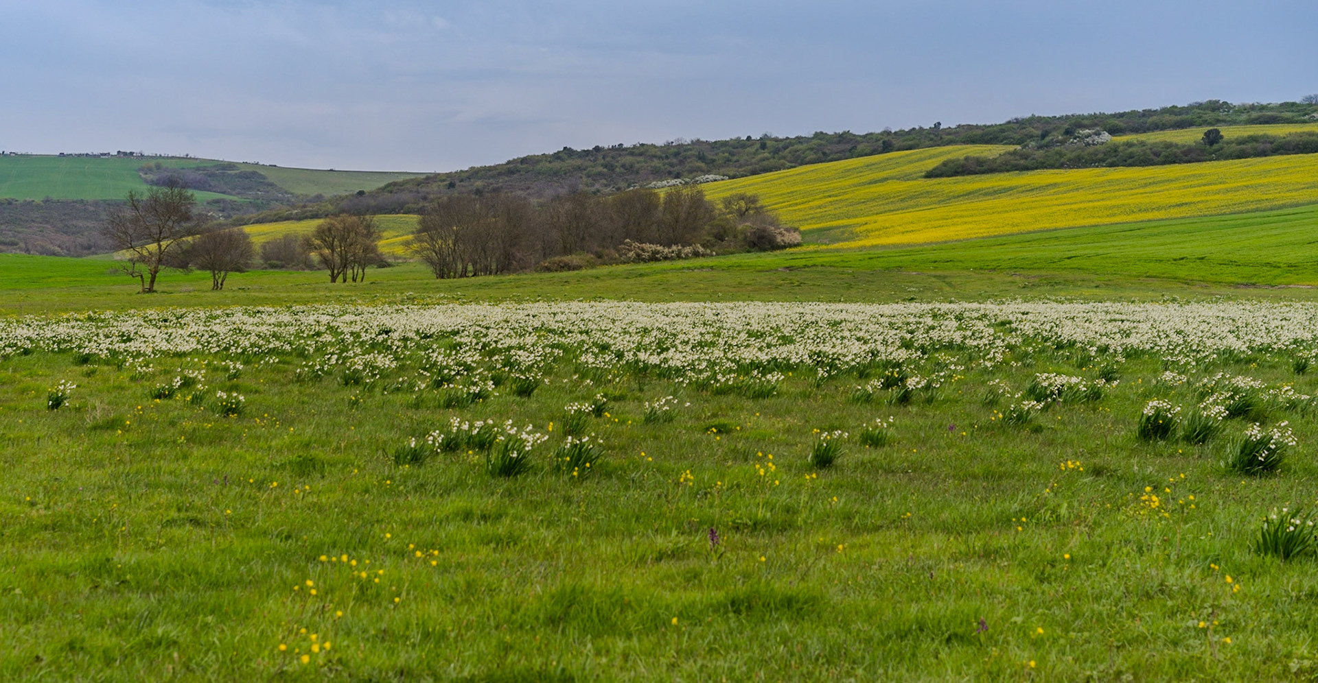in the shallow Sazlıdere valley between Baklalı &amp; Dursunköy: summer snowflakes (loddon lilies)