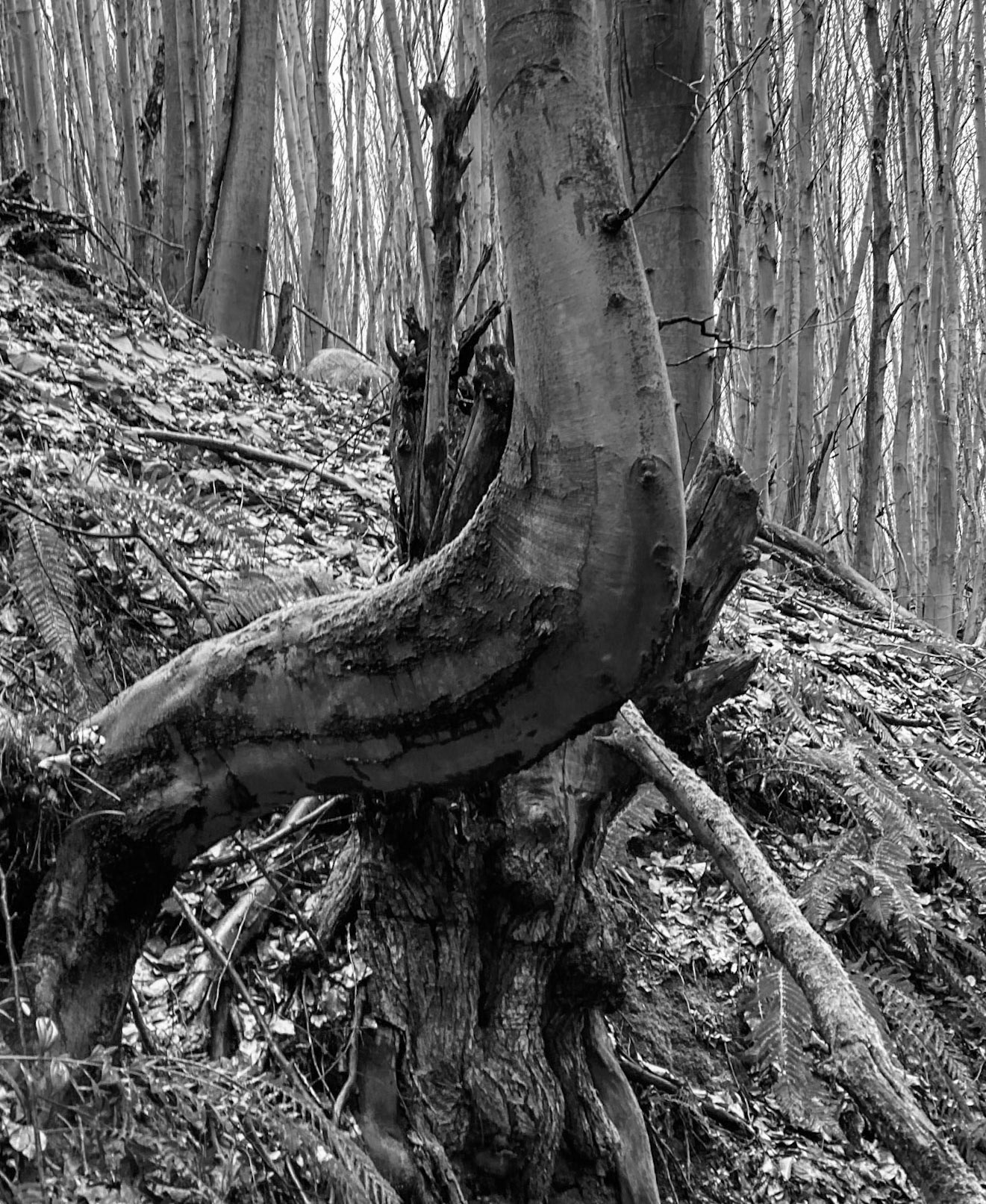 Polonezköy forests: curving tree trunk