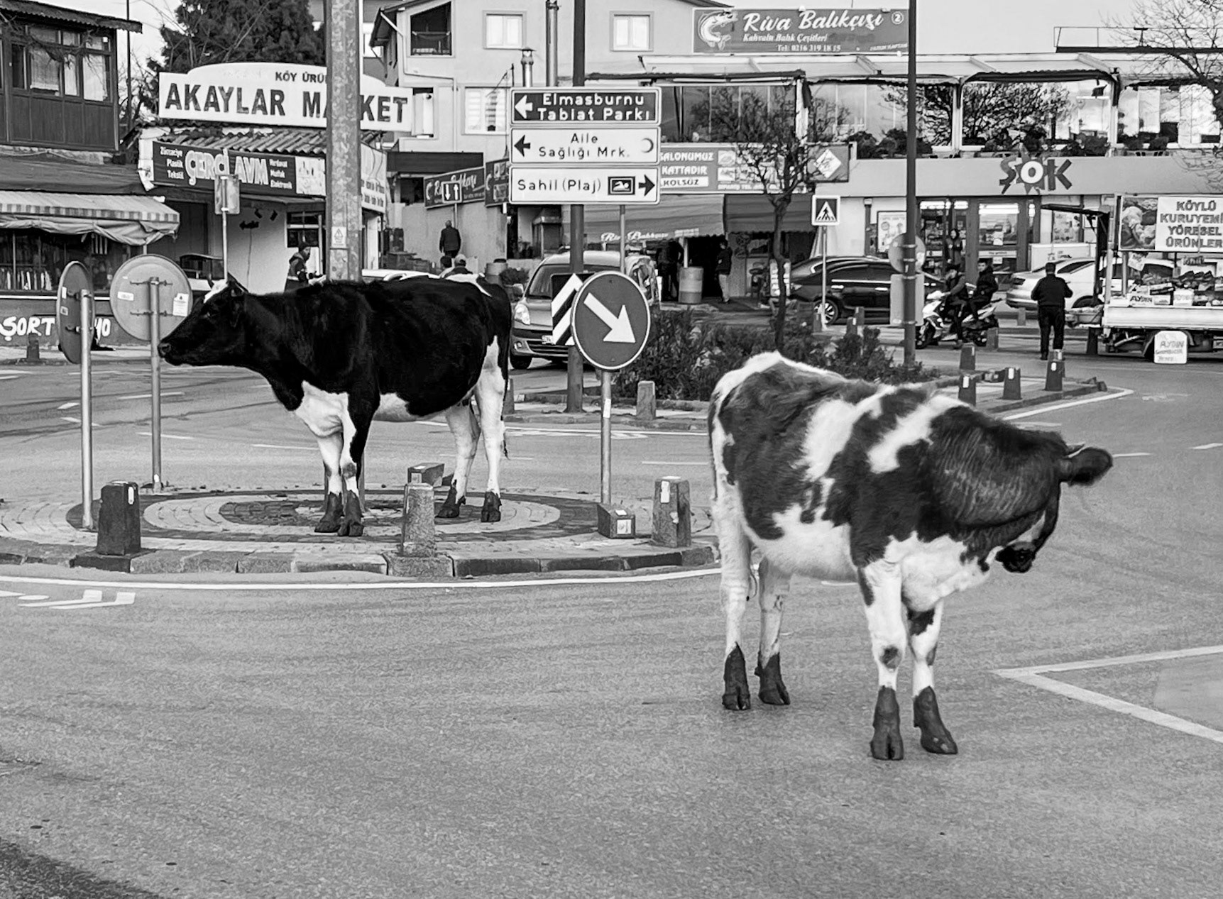 Riva: urban cows (bovine traffic police maybe)