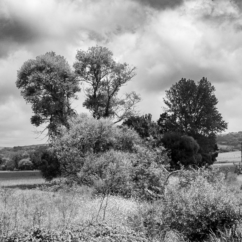 Sazlıdere southern flower meadow: copse