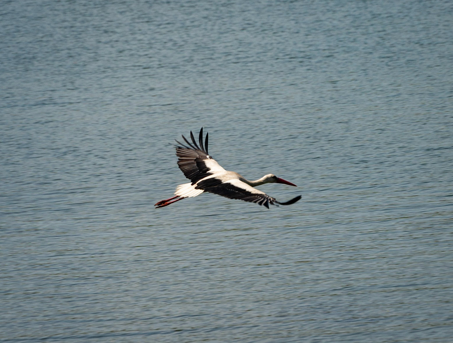 Sazlıdere reservoir: stork in flight