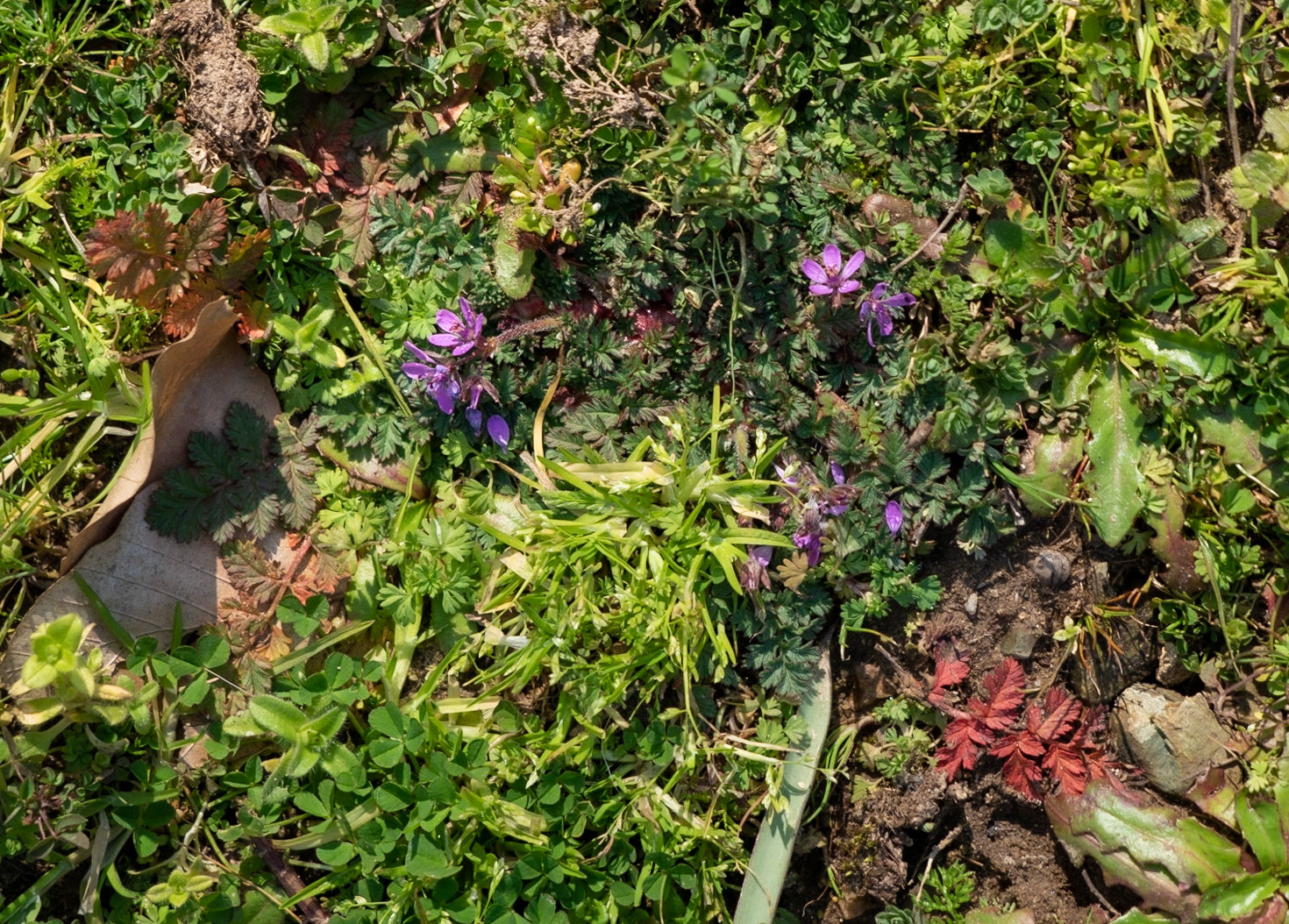 Zerzevat stream valley: flower arrangement