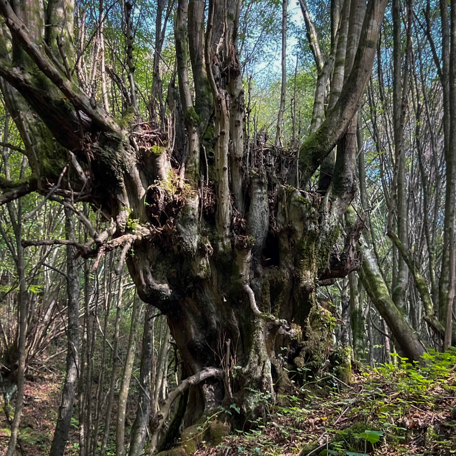 Mahmut Şevket Paşa southern forest and hills: old tree