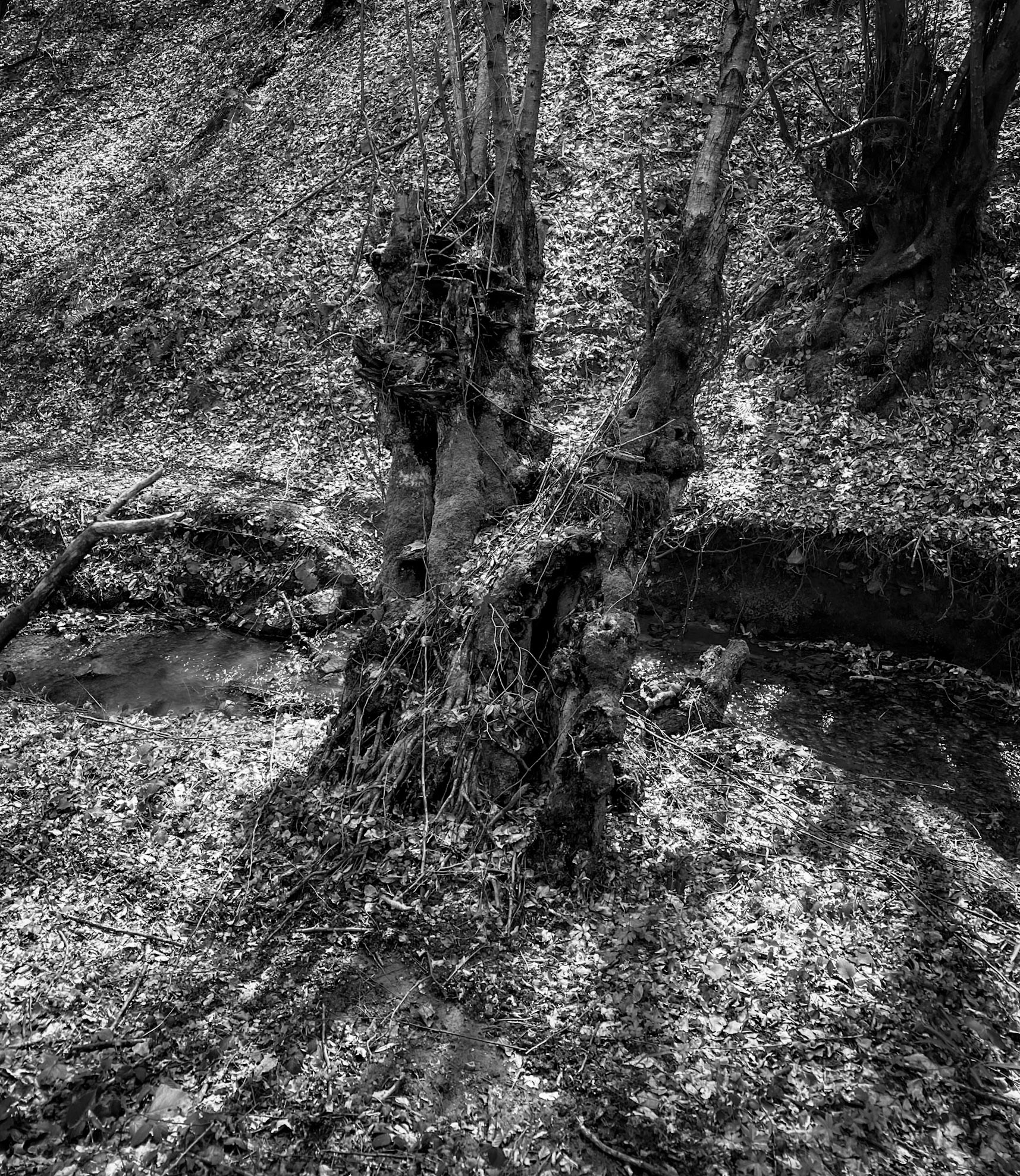 Zerzevat stream valley: old tree