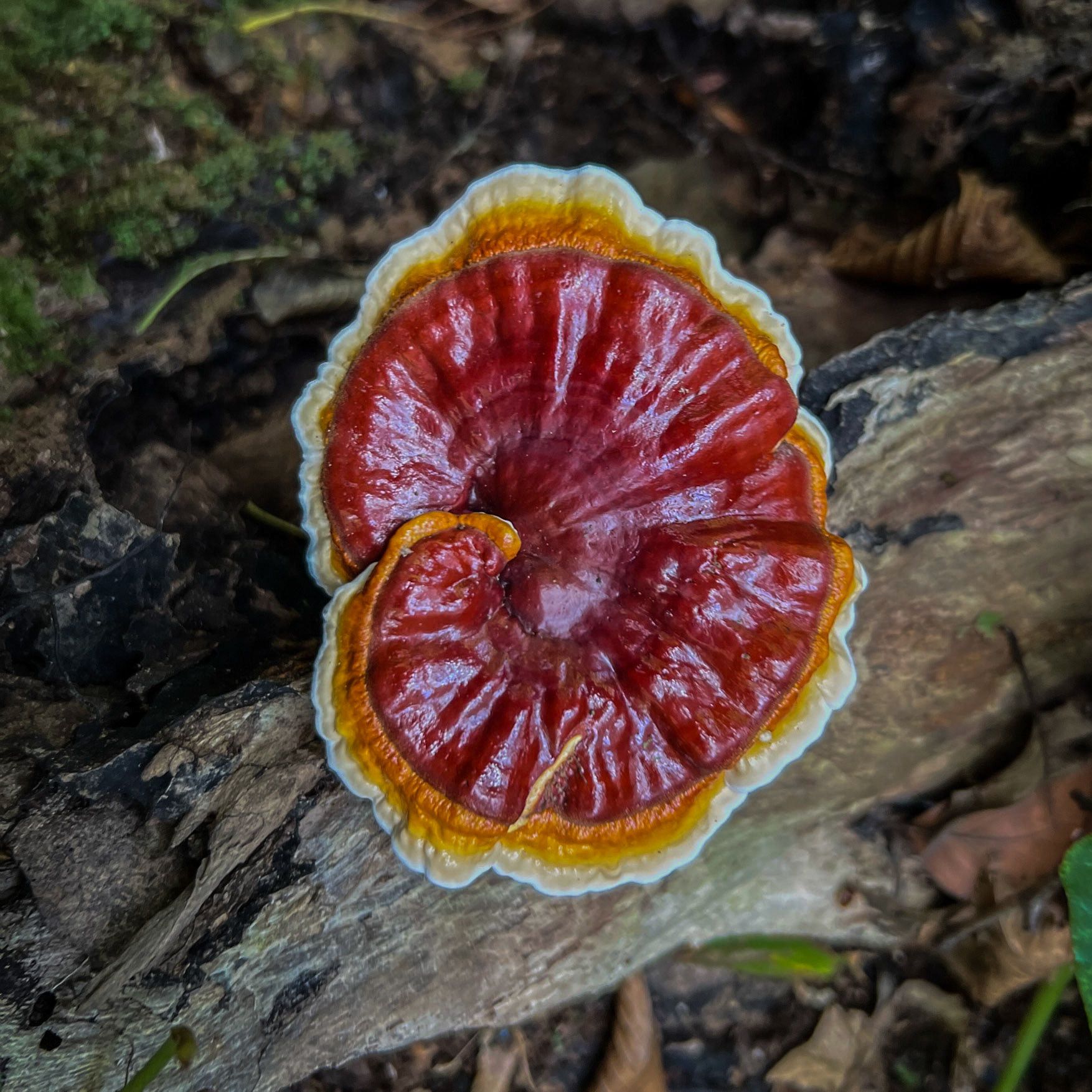 Zerzevat east streamwalk: red, yellow and white wood fungus