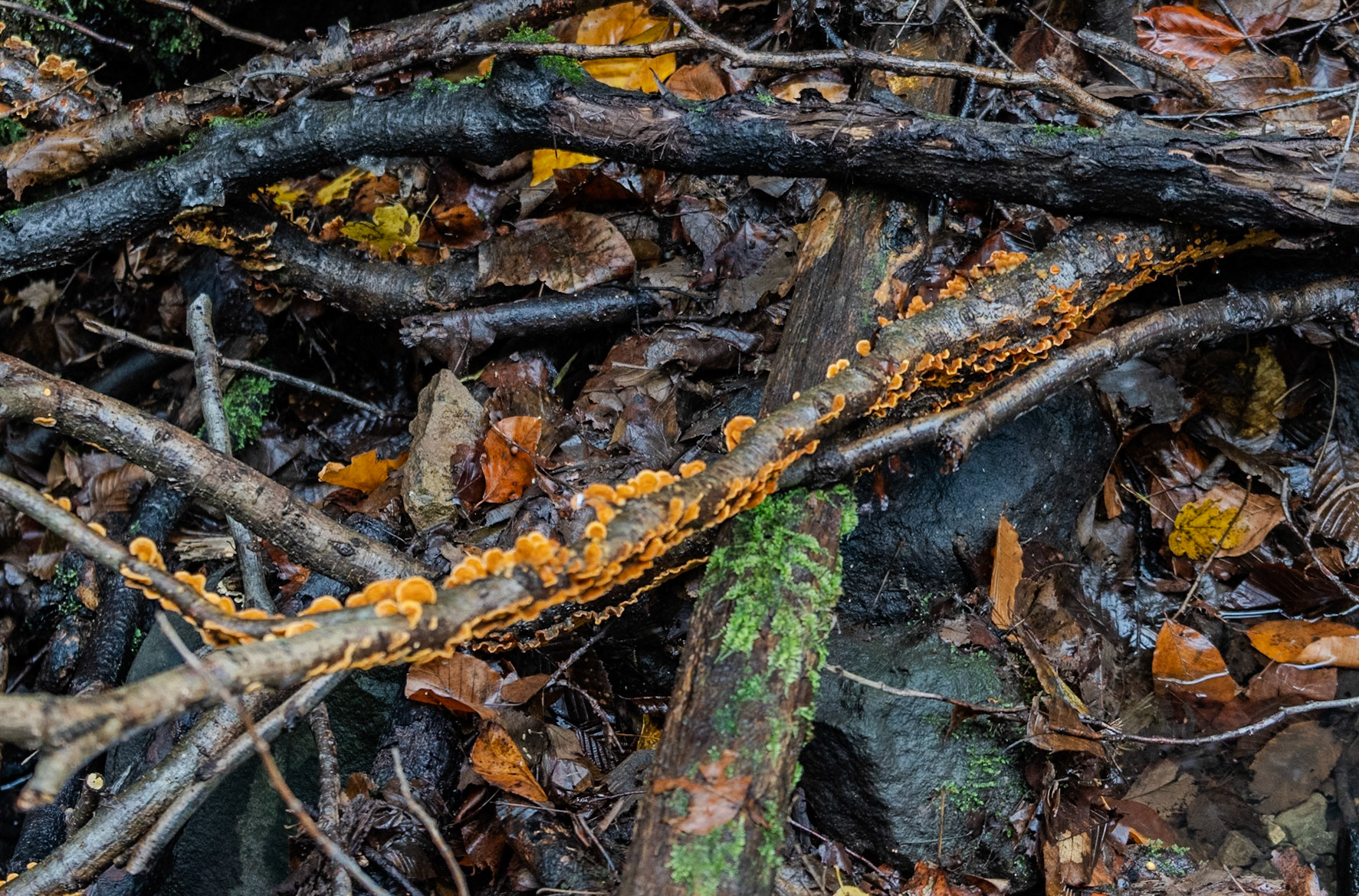 Ayhan Şahenk double stream walk: orange wood fungi