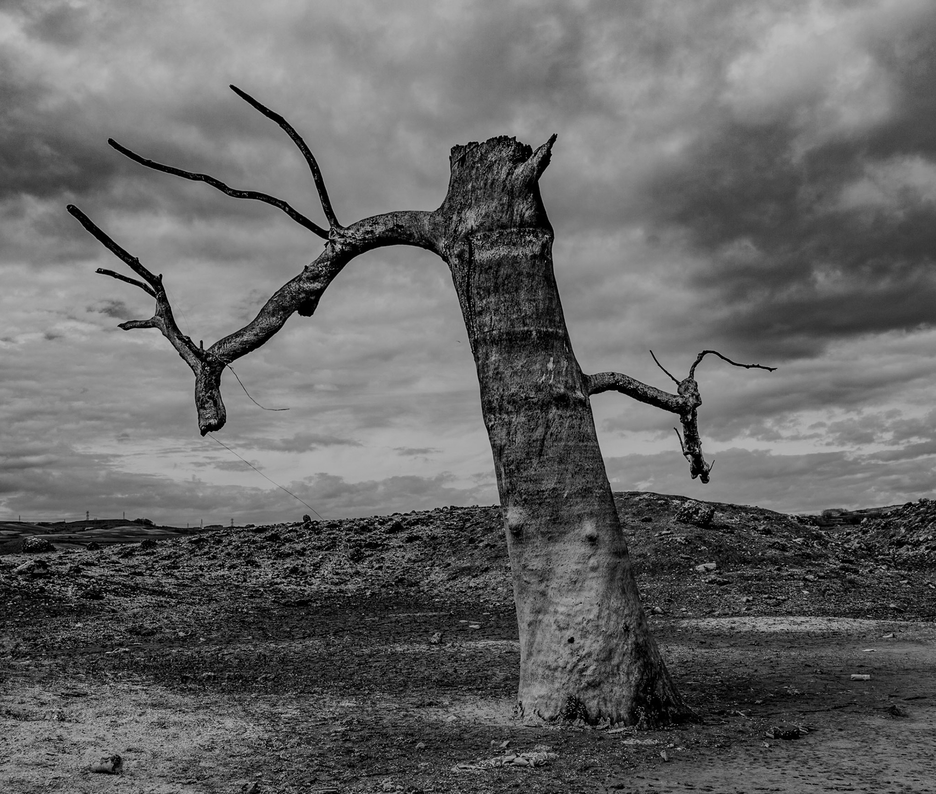 Şamlar: long-submerged and long-dead plane tree in the almost-dry Sazlıdere reservoir bed south of the village on 29.12.20