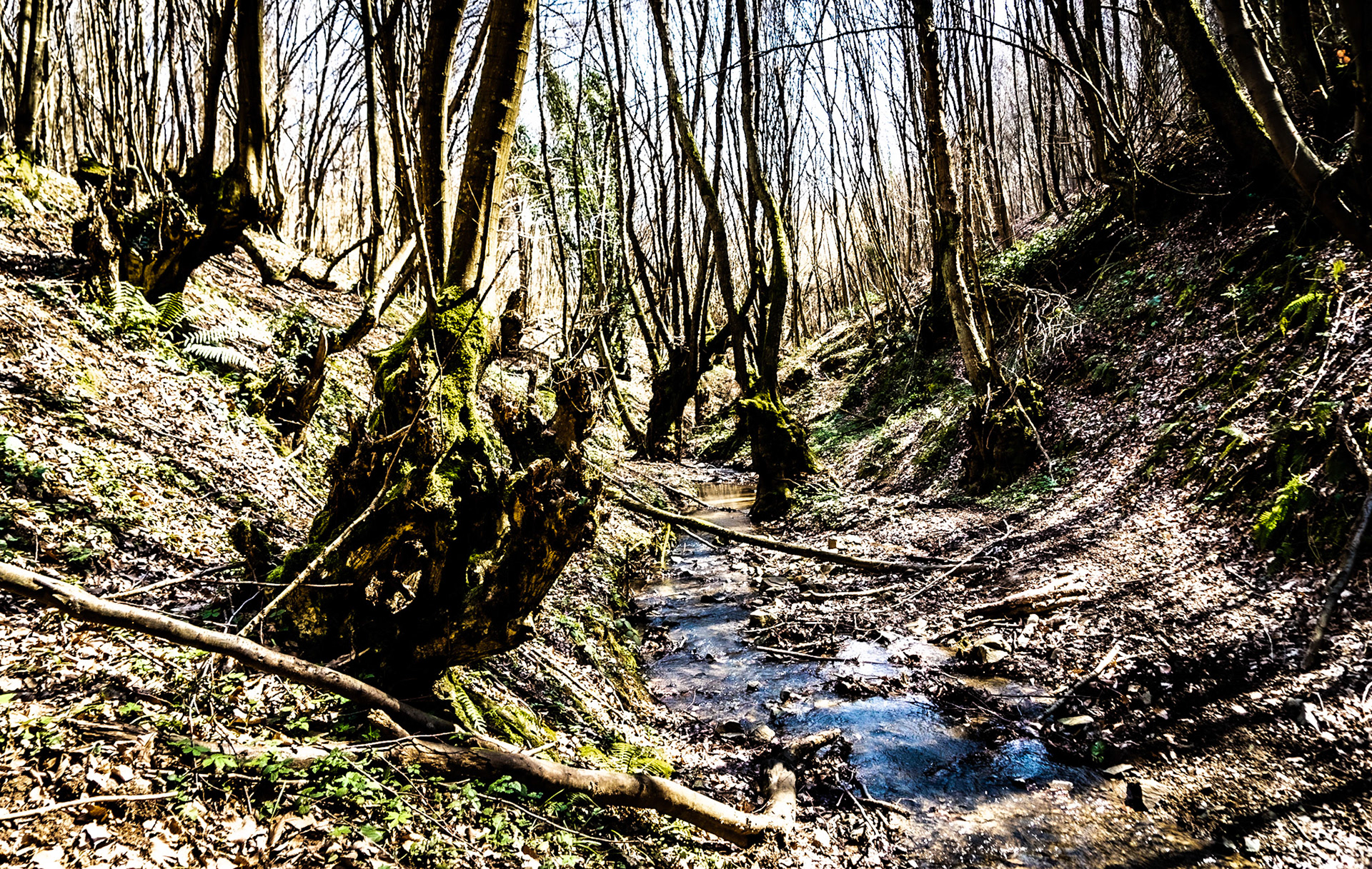 Zerzevat stream valley: old trees