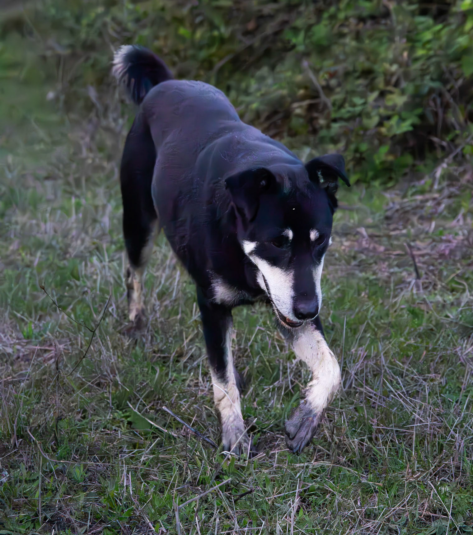 Riva southwestern forest: our daydog near the end of a long day