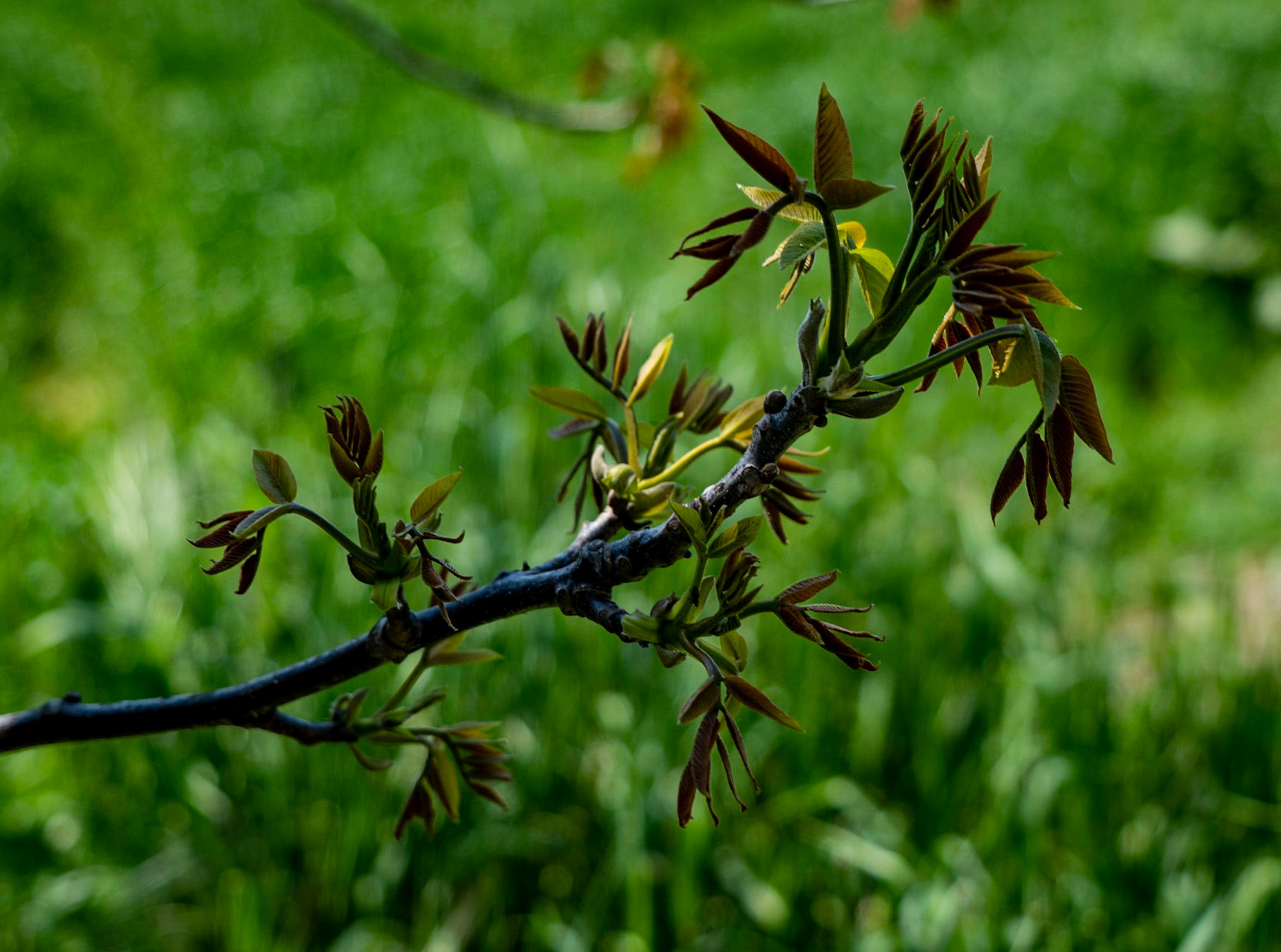 Germe: branch coming into leaf