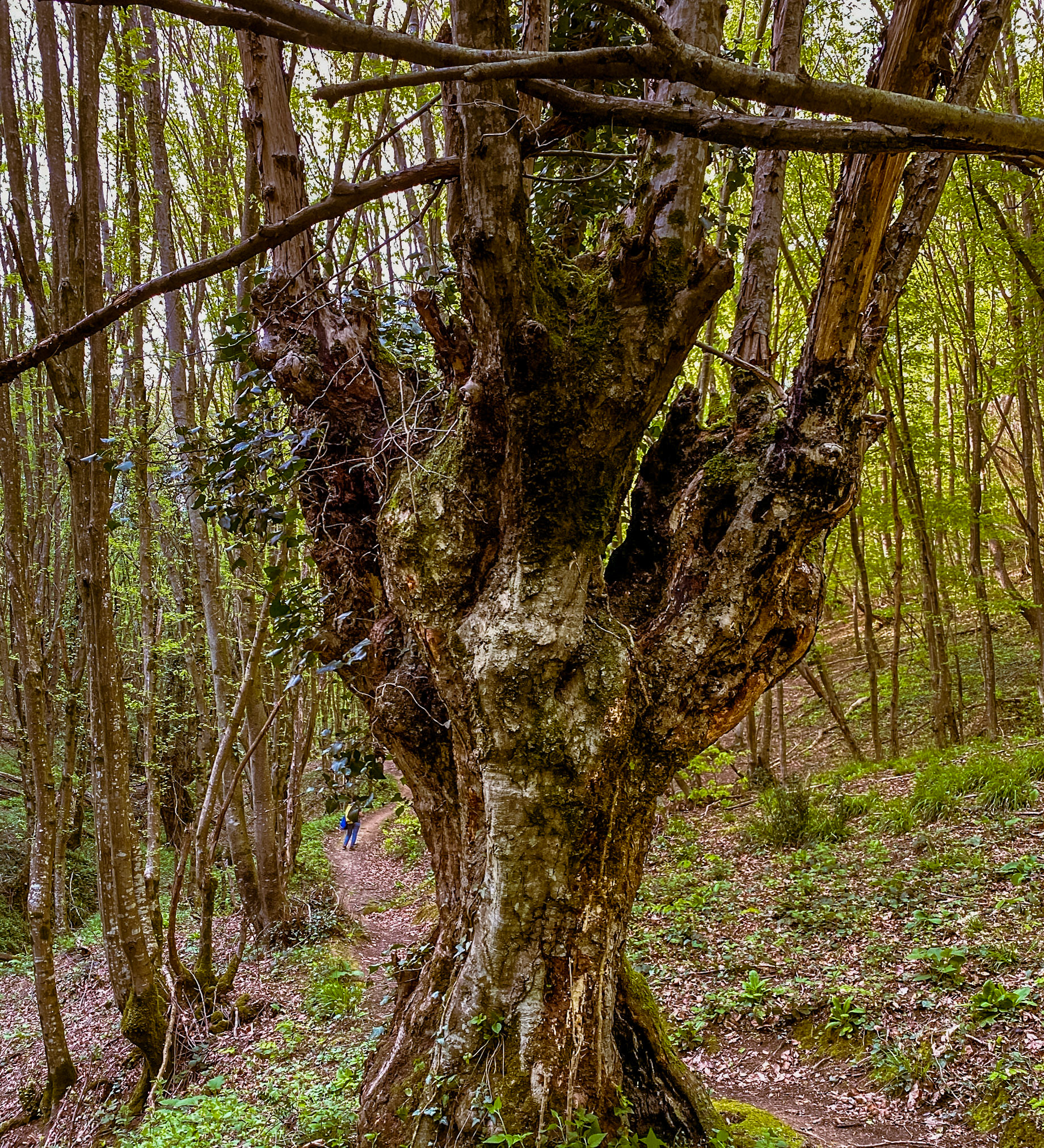 Polonezköy northern forest: venerable tree