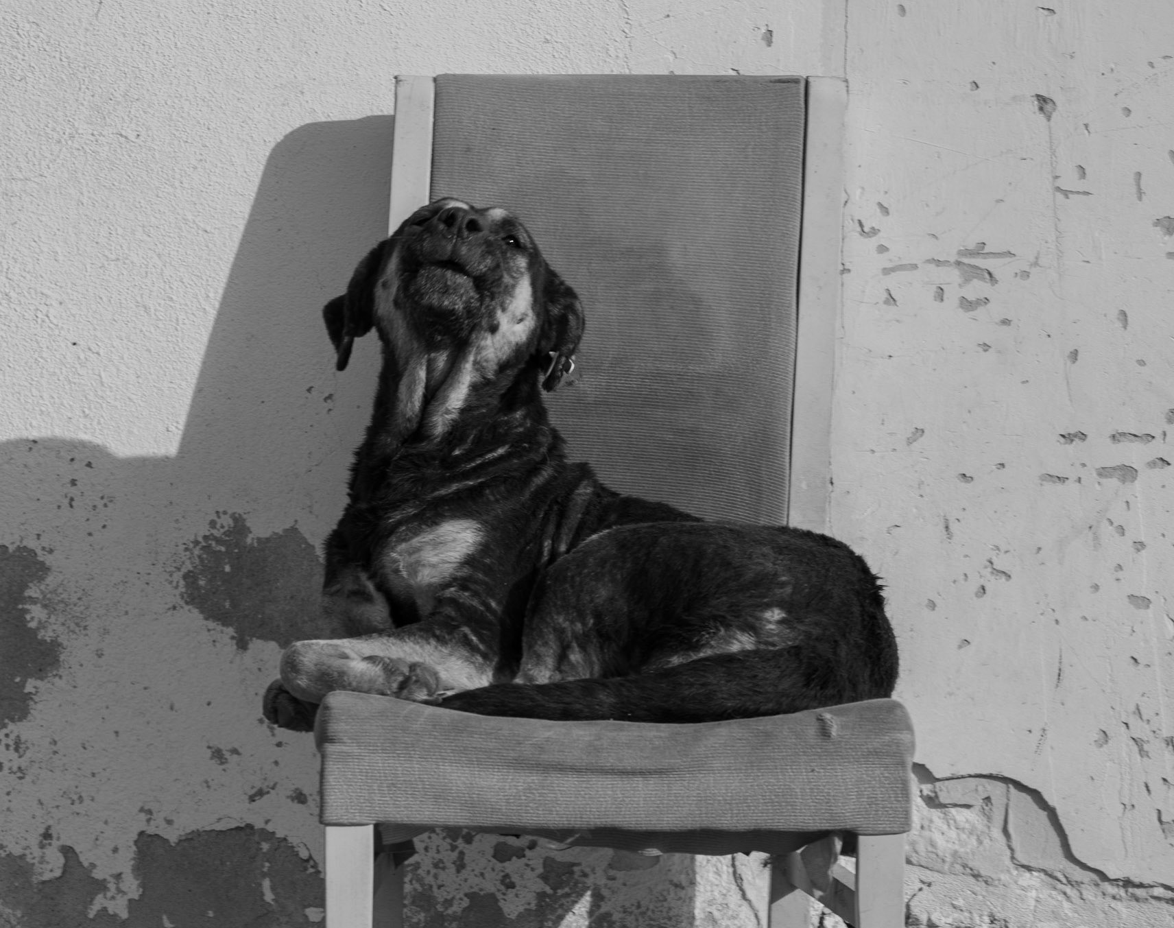 Kılıçlı: howling wolf