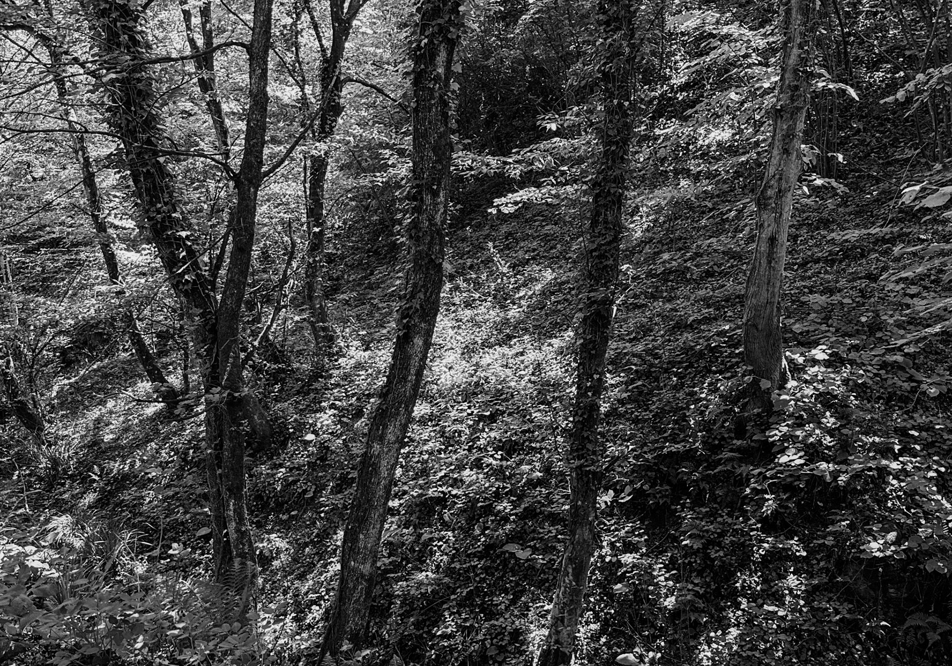 Haçımaşlı woodland descent: flickering woodland
