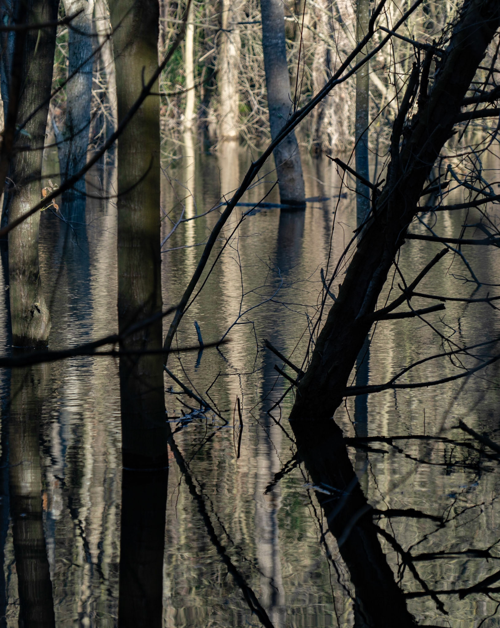 İmrahor swamp: arboreal reflections