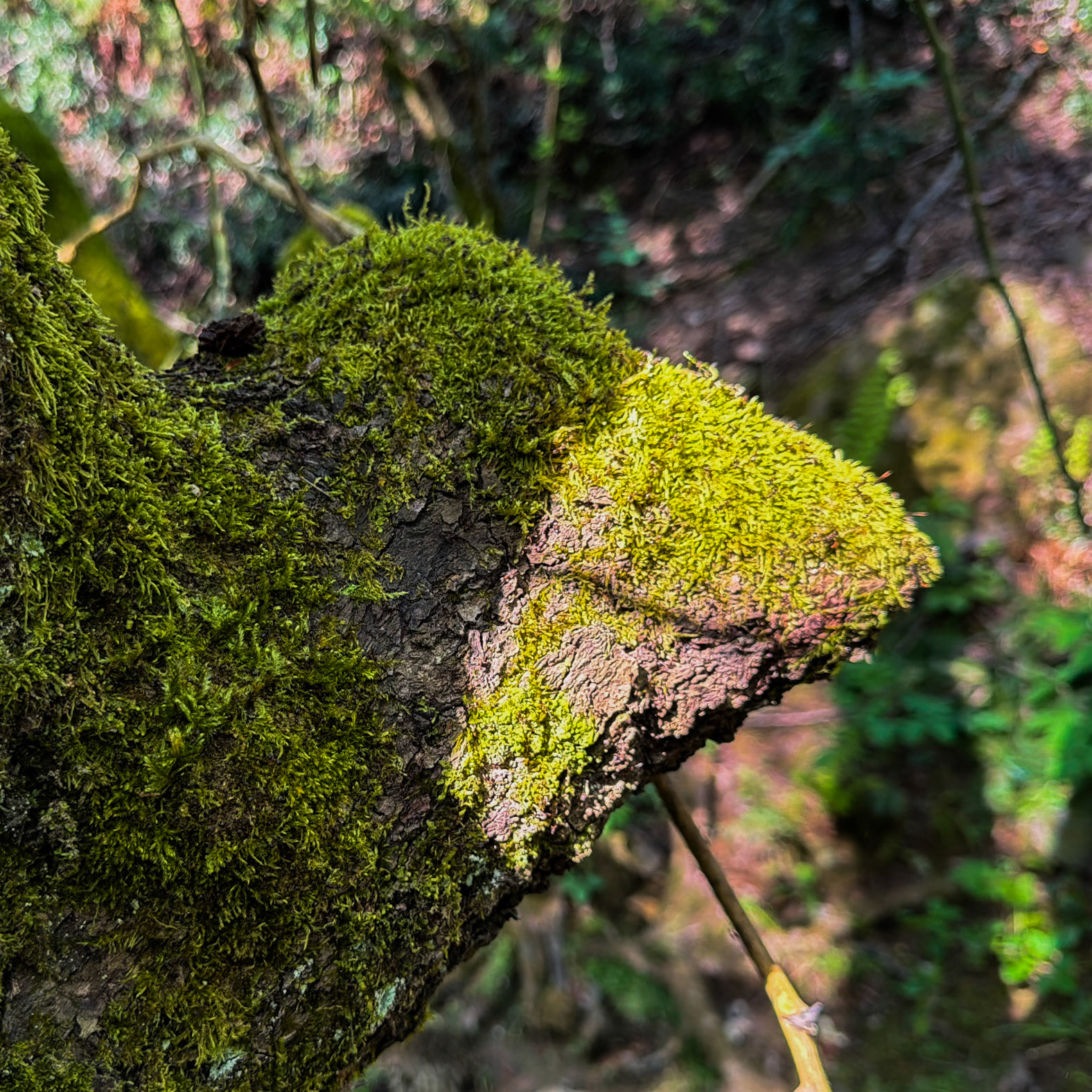 Polonezköy forest, Tabiat Parkı streamside walk: part of an old tree covered in ants