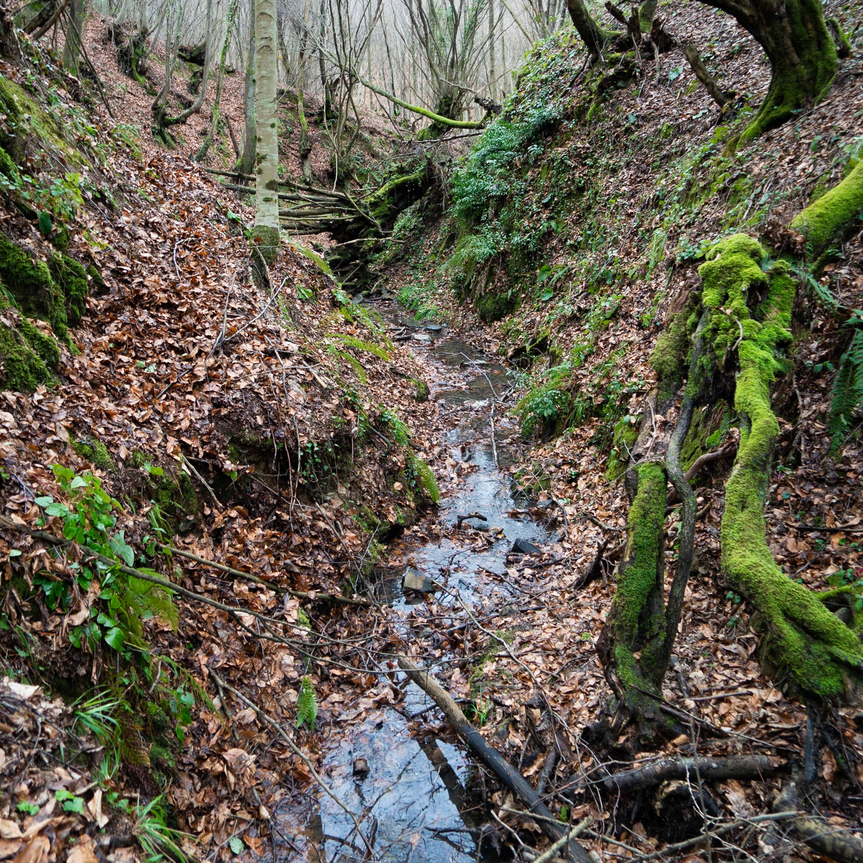 Kozu Deresi valleys: gully