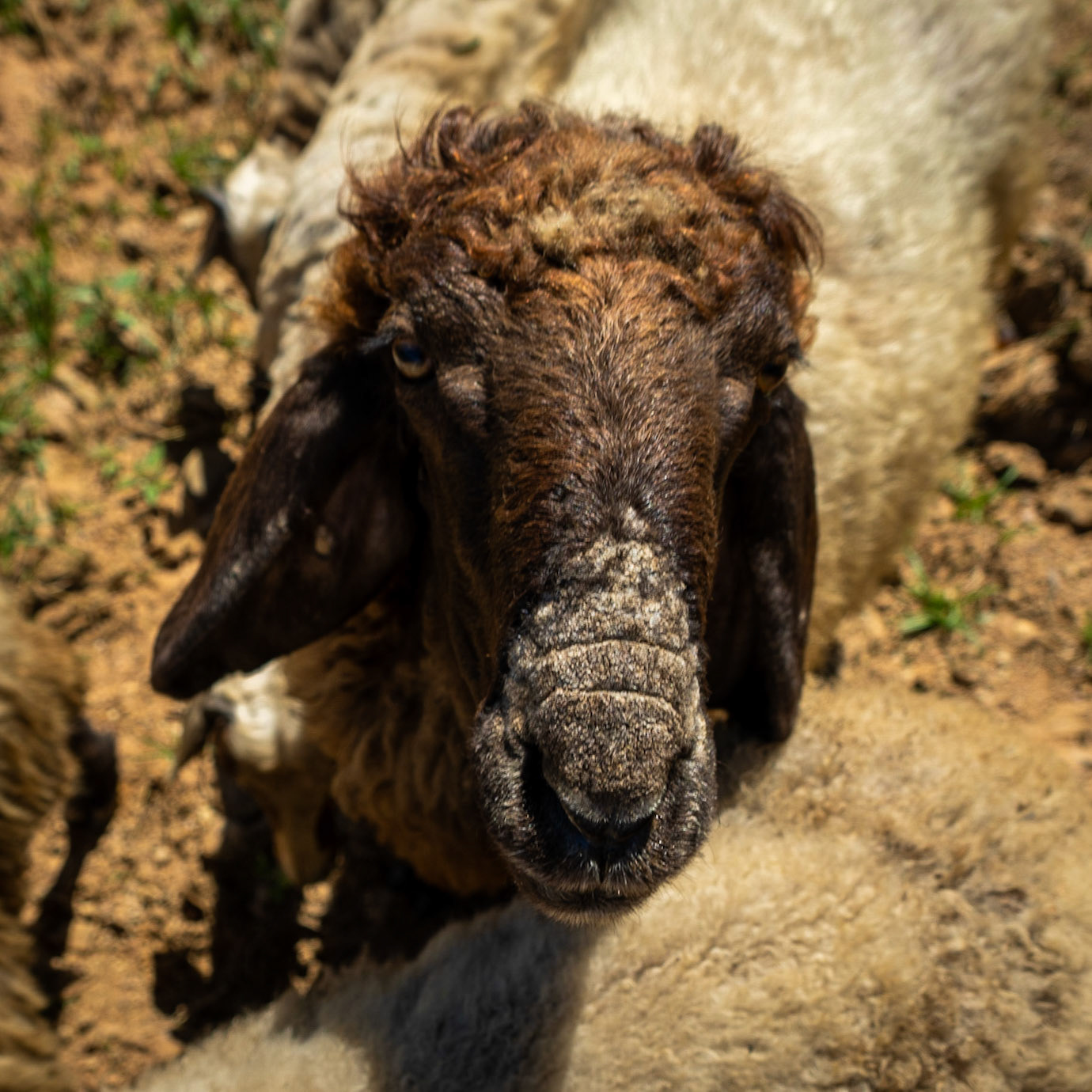 Ömerli shoreline walk: goat's head