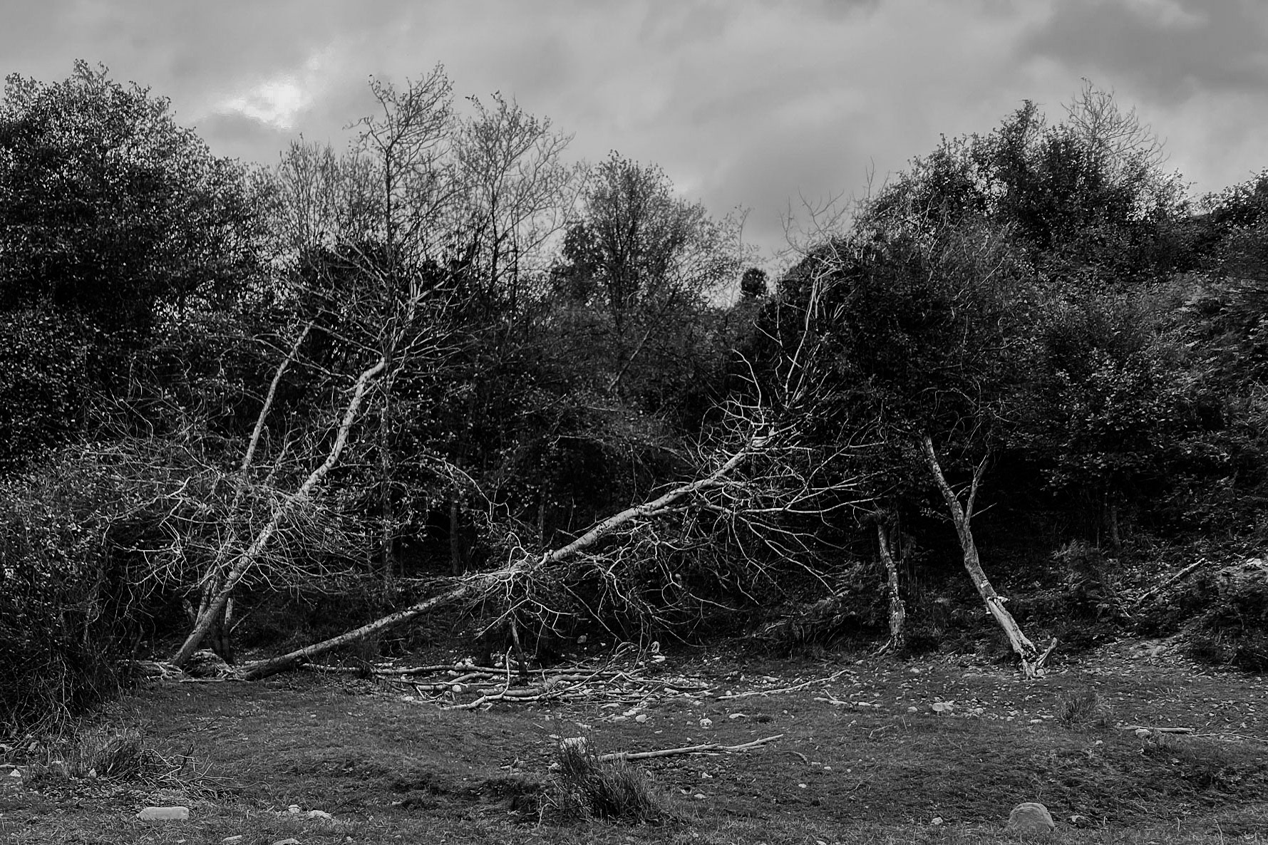 between Adadaǧ hills and Ömerli reservoir: skeletal trees