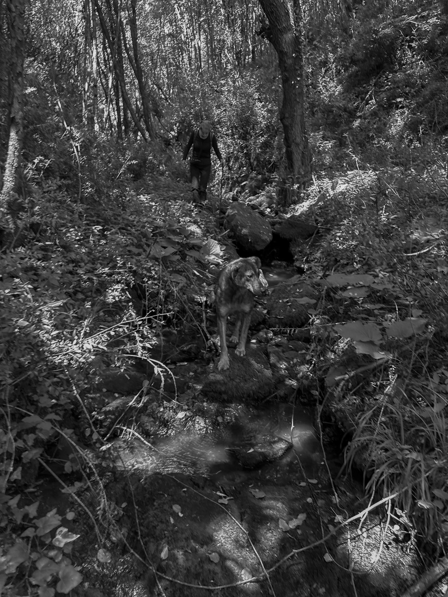 Kılıçlı southeastern stream walk: Clyde