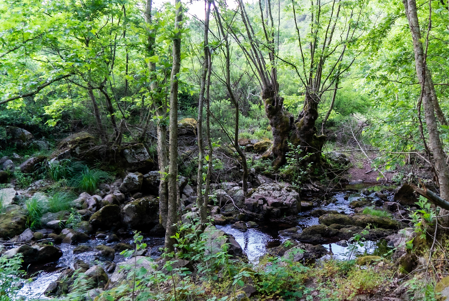 Sığırlık stream: woodland scene