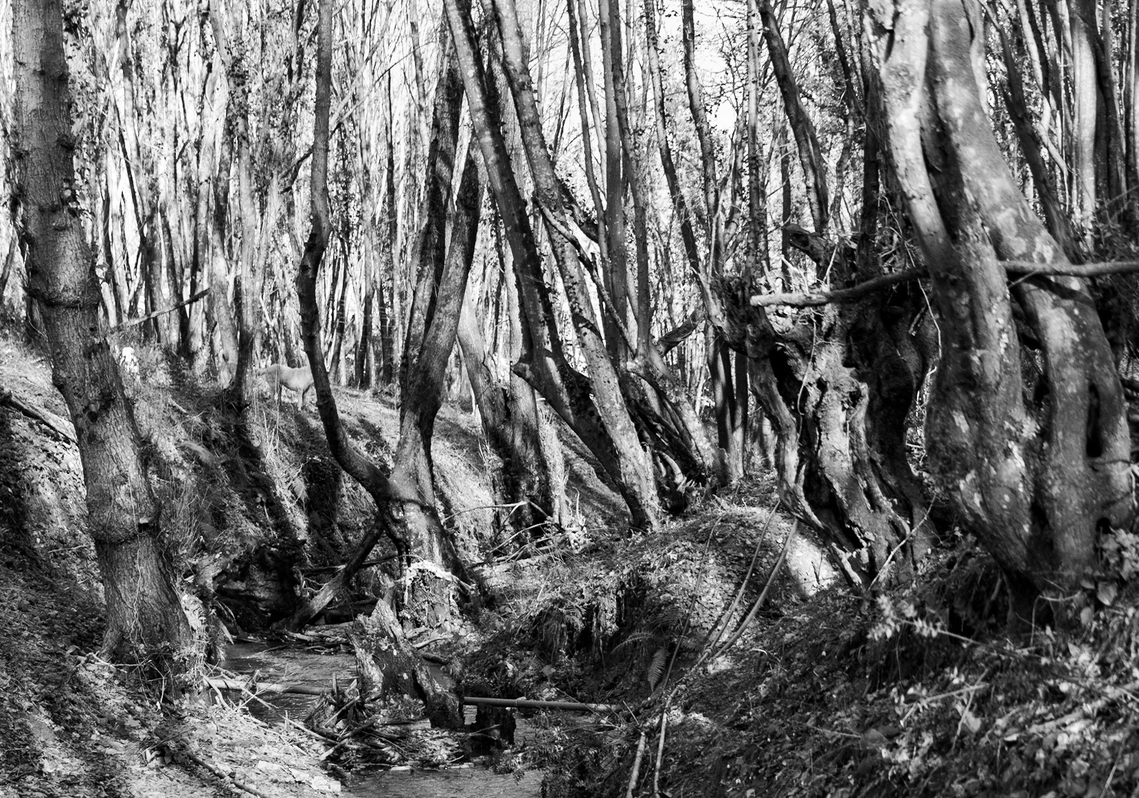 between Cumhuriyet and Polonezköy: winter forest and stream