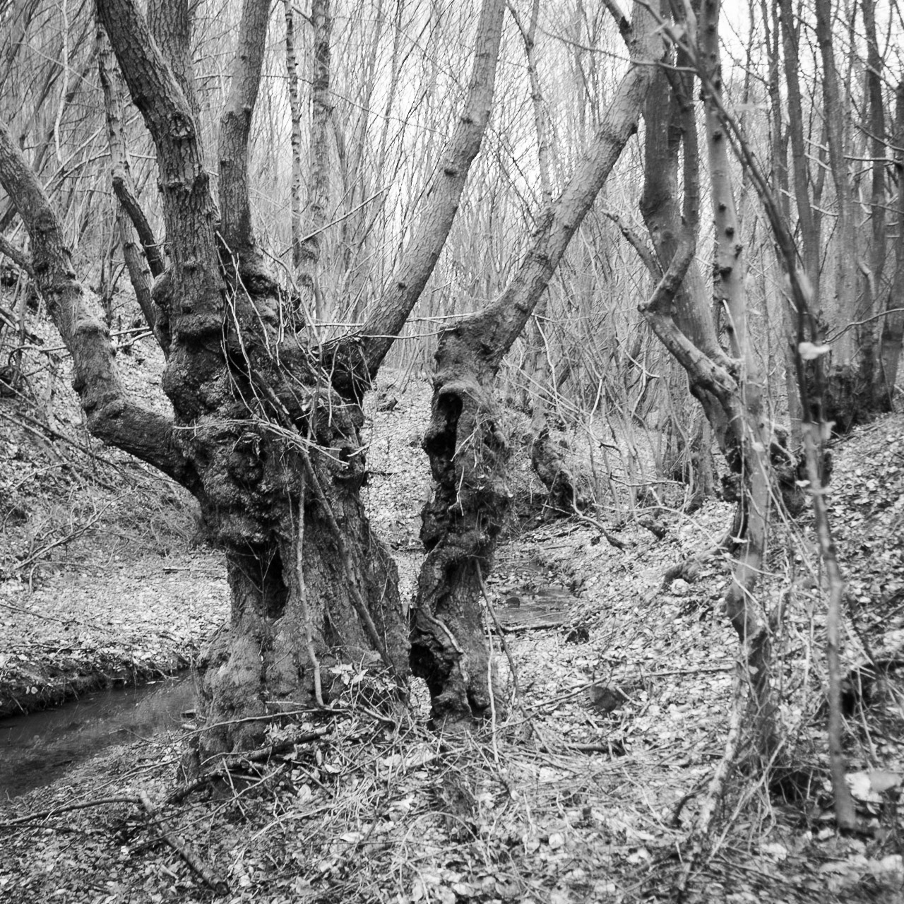 Kozu Deresi valleys: old trees