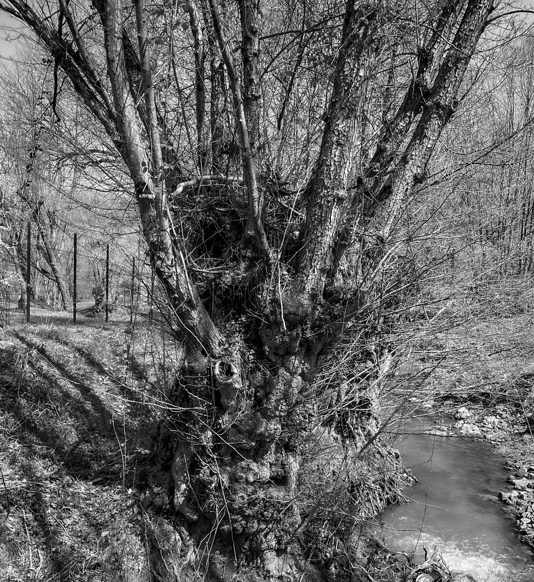 Zerzevat stream valley: old tree