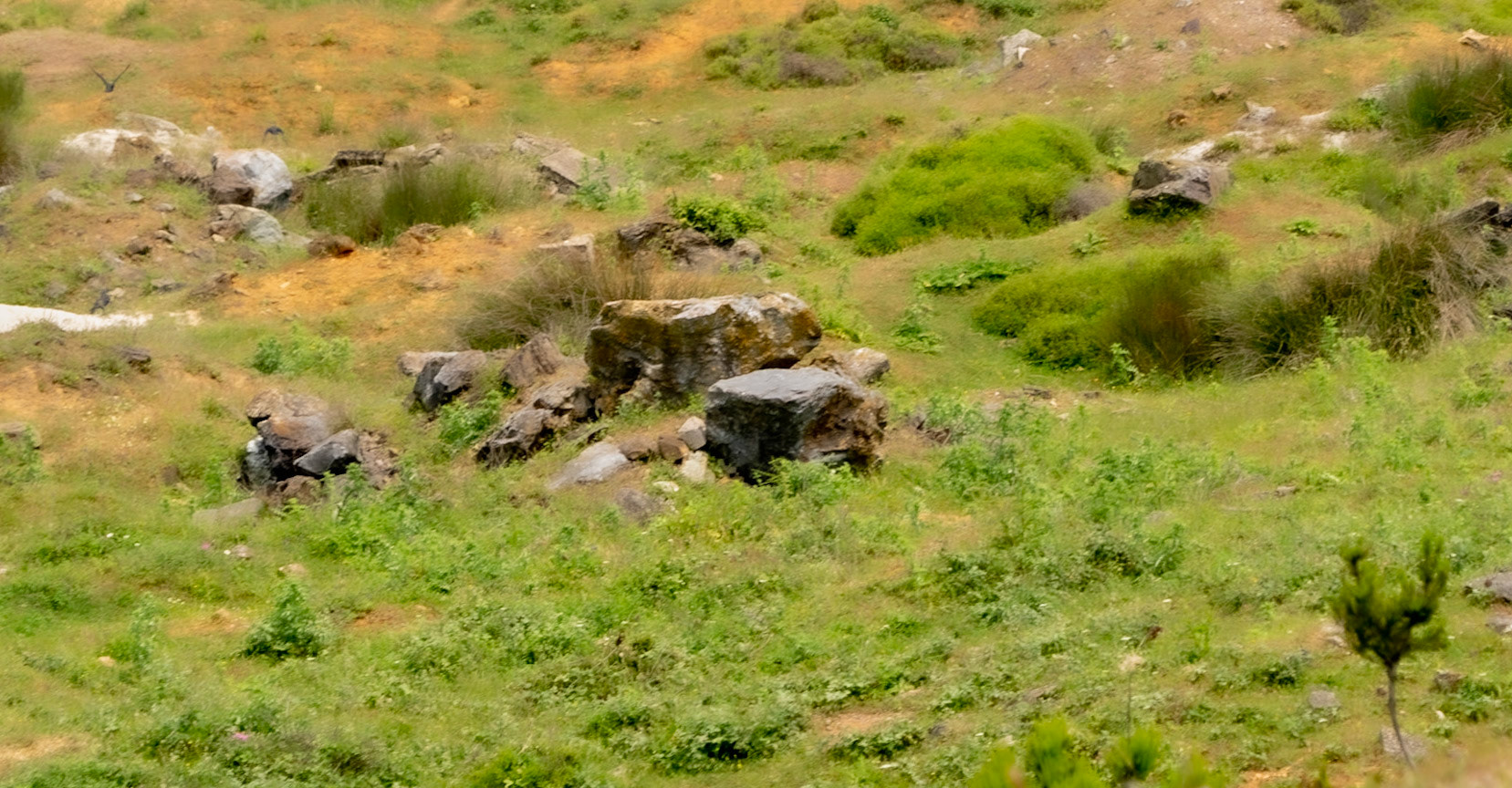 Adadaǧ hills: greened rubble