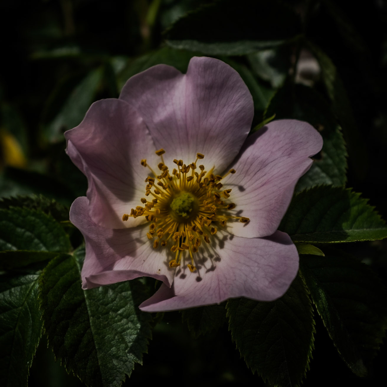 in the shallow Sazlıdere valley between Baklalı and Dursunköy: a mauve field rose