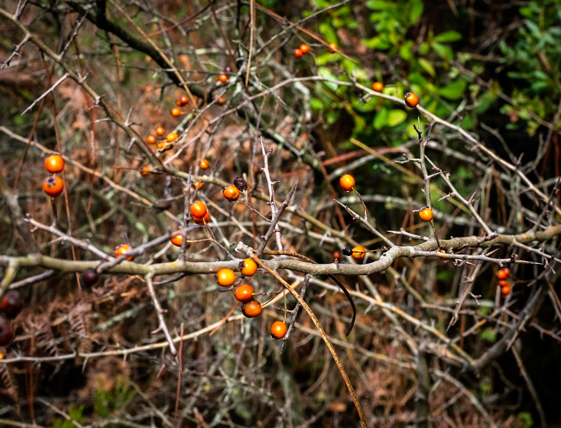 between Göçbeyli and Ballıca: orange berries