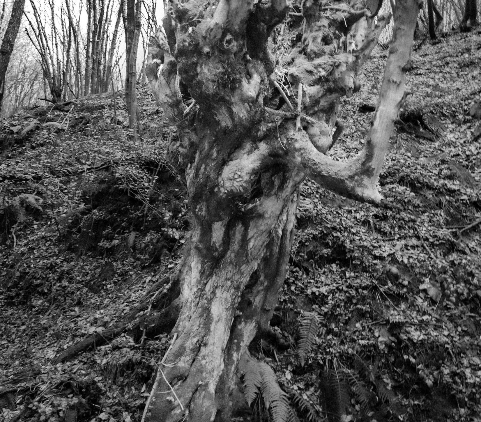 Kozu Deresi valleys: old tree